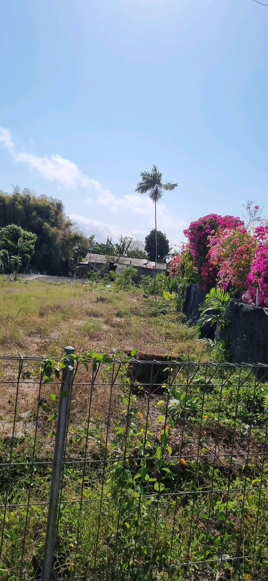In Denpasar, Indonesia, on a clear day, a dry, grassy field is visible, bordered by a metal wire fence in the foreground with green vines growing on it. Behind the fence, a small, weathered building with a corrugated metal roof stands partially obscured by foliage. To the left of the building, a dense cluster of bamboo trees creates a dark green backdrop. A tall, slender palm tree stands near the center of the image, and to the right, a vibrant explosion of pink and fuchsia bougainvillea flowers dominates the scene, spilling over a dark barrier. The sky is a bright, cloudless blue.
