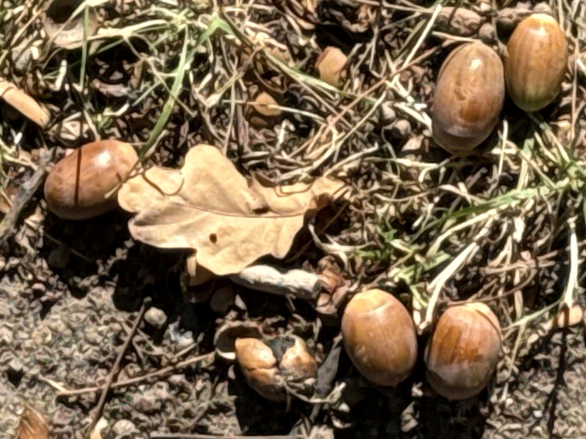 The image shows a close-up, overhead view of several acorns and a single dried oak leaf scattered on the ground, which appears to be a mixture of soil, small pebbles, and dried grass. The acorns are brown and oval-shaped, with some showing lighter brown or tan coloration and subtle surface textures. One acorn is partially obscured by a dried grass stem. The oak leaf is light brown and positioned in the upper-center of the frame, displaying a distinct vein pattern and a small hole. The ground is uneven and appears to be in a natural outdoor setting. No people or animals are visible in the image. The lighting suggests a sunny day, casting shadows on the ground. The image does not provide any information about its specific location in Moscow, Russia.