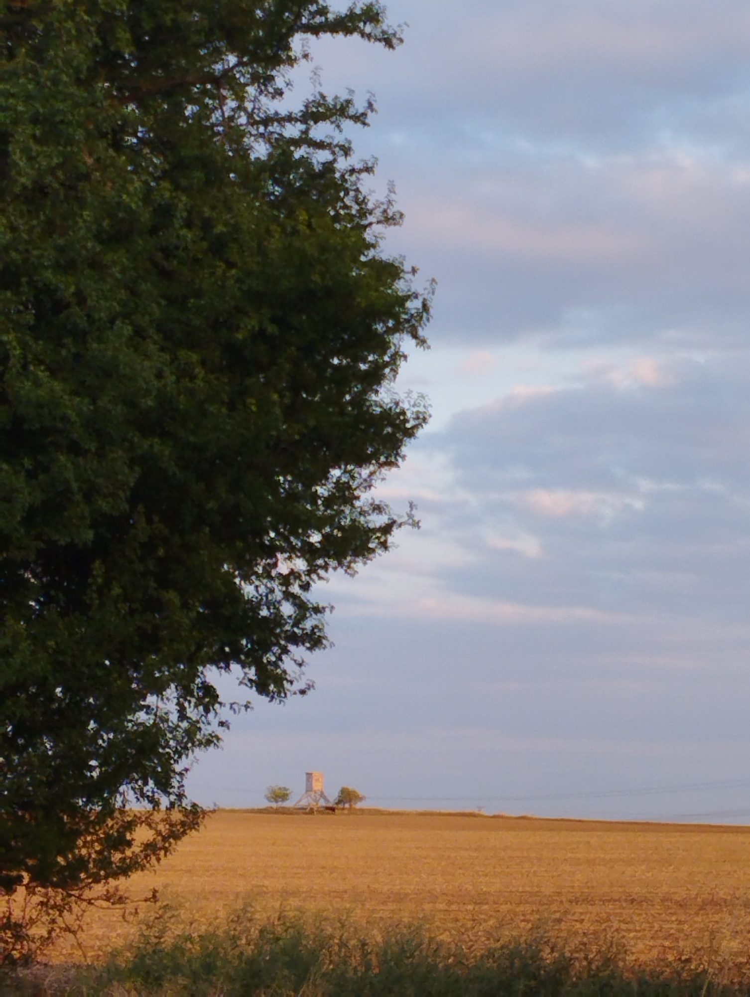An outdoor, low-angle, medium shot shows a partially filled frame of dark green foliage from a large tree on the left, reaching into the upper left corner of the image. The sky behind the tree and to the right is a pale blue with scattered, soft pink and white clouds. The middle ground consists of a large, flat, golden-brown field. In the distance, a small, light-colored, square tower-like structure stands on a slight incline, surrounded by a few sparse trees. A thin, dark horizontal line, possibly a power line, is visible in the far distance against the sky. The foreground shows a strip of green vegetation. The scene appears to be a rural landscape.