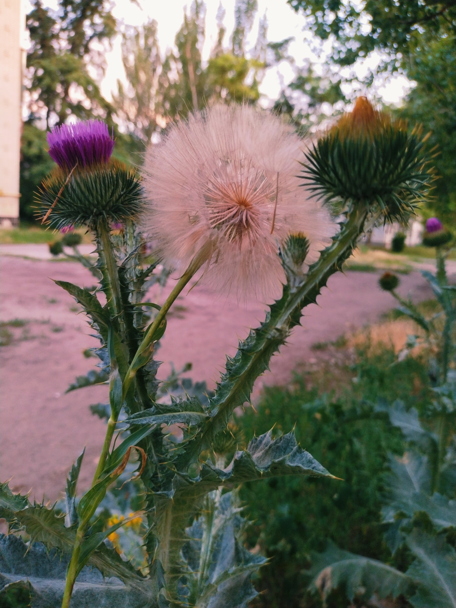 A close-up, low-angle shot captures a spiky thistle plant with two prominent flower heads. To the left, a vibrant purple thistle bloom is tightly closed, its spiky green sepals forming a protective layer. To its right, a large, delicate seed head, likely from a different plant, appears as a fluffy, pale pink sphere. Further to the right, another unopened thistle bud shows its spiky green exterior tipped with a reddish-brown point. The plant's stem and leaves are covered in sharp, prominent spines, typical of thistles.
The background is softly blurred, suggesting a shallow depth of field. Behind the thistle, a dirt path or road with a pinkish hue is visible, leading towards a building on the far left. Green foliage and trees form the upper and right portions of the background, with sunlight filtering through their leaves, creating a dappled effect. The lighting suggests it is either early morning or late afternoon, with a warm, gentle glow. The overall atmosphere is serene and naturalistic, highlighting the beauty of the wild flora. No people or text are visible in the image. The location context is Horishni Plavni, Ukraine.