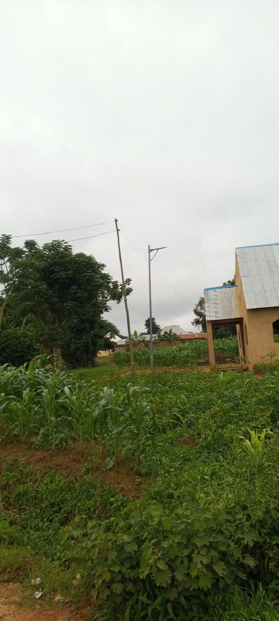 The image depicts an outdoor scene with a cloudy sky. In the foreground, a patch of young corn plants is visible, growing in reddish-brown soil. To the right of the corn, a dense collection of various green plants and bushes thrives. Beyond this verdant growth, a building with a light brown exterior and a corrugated metal roof with blue trim is partially visible. A tall, slender utility pole with wires extends upwards, and a street lamp stands nearby. In the background, more buildings with similar corrugated roofs are seen, interspersed with trees and further fields of crops. The setting appears to be a rural or semi-urban area, likely a farm or residential plot within Ohit, Nigeria, characterized by agriculture and modest structures. No people are present in the image.