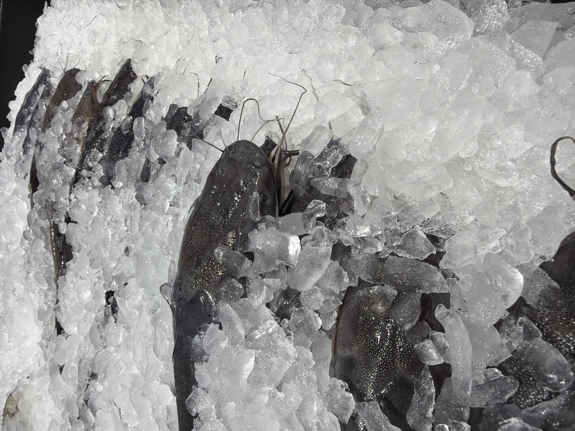 The image shows a display of catfish on ice in บ้านบางรักษ์, Thailand. The fish are black and wet, partially covered with crushed ice. Their whiskers are visible. The background is filled with more ice, creating a cold, market-like atmosphere.