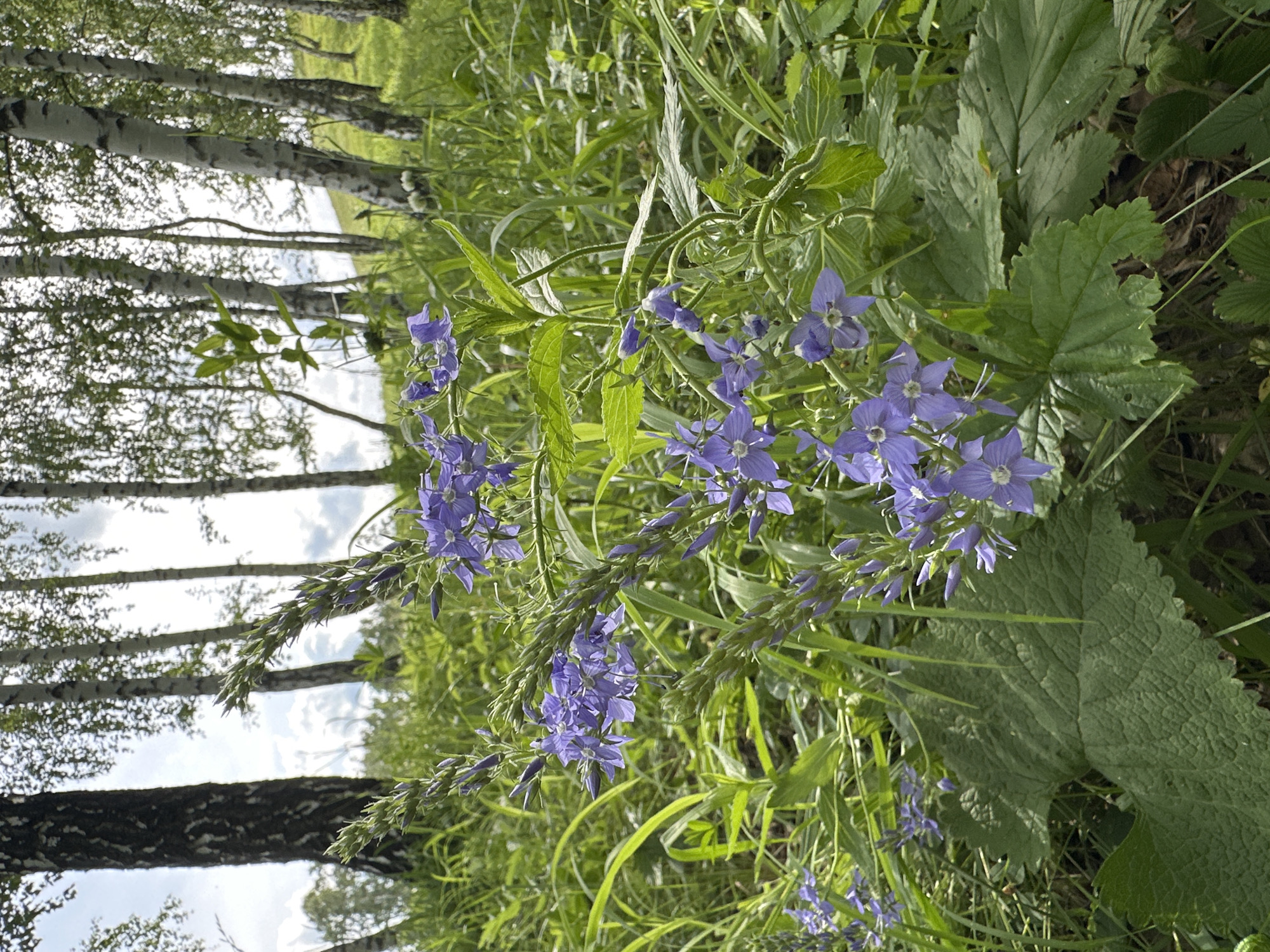 A low-angle, outdoor, medium shot captures a cluster of delicate purple flowers blooming amidst lush green foliage. The flowers, with five petals each, are arranged along slender green stalks, some still in bud form. The foreground is dominated by these blooming plants and large, textured green leaves. In the background, a stand of birch trees with distinctive white and black bark lines a gentle, grassy slope under a bright, cloudy sky. The overall scene depicts a natural, verdant landscape.