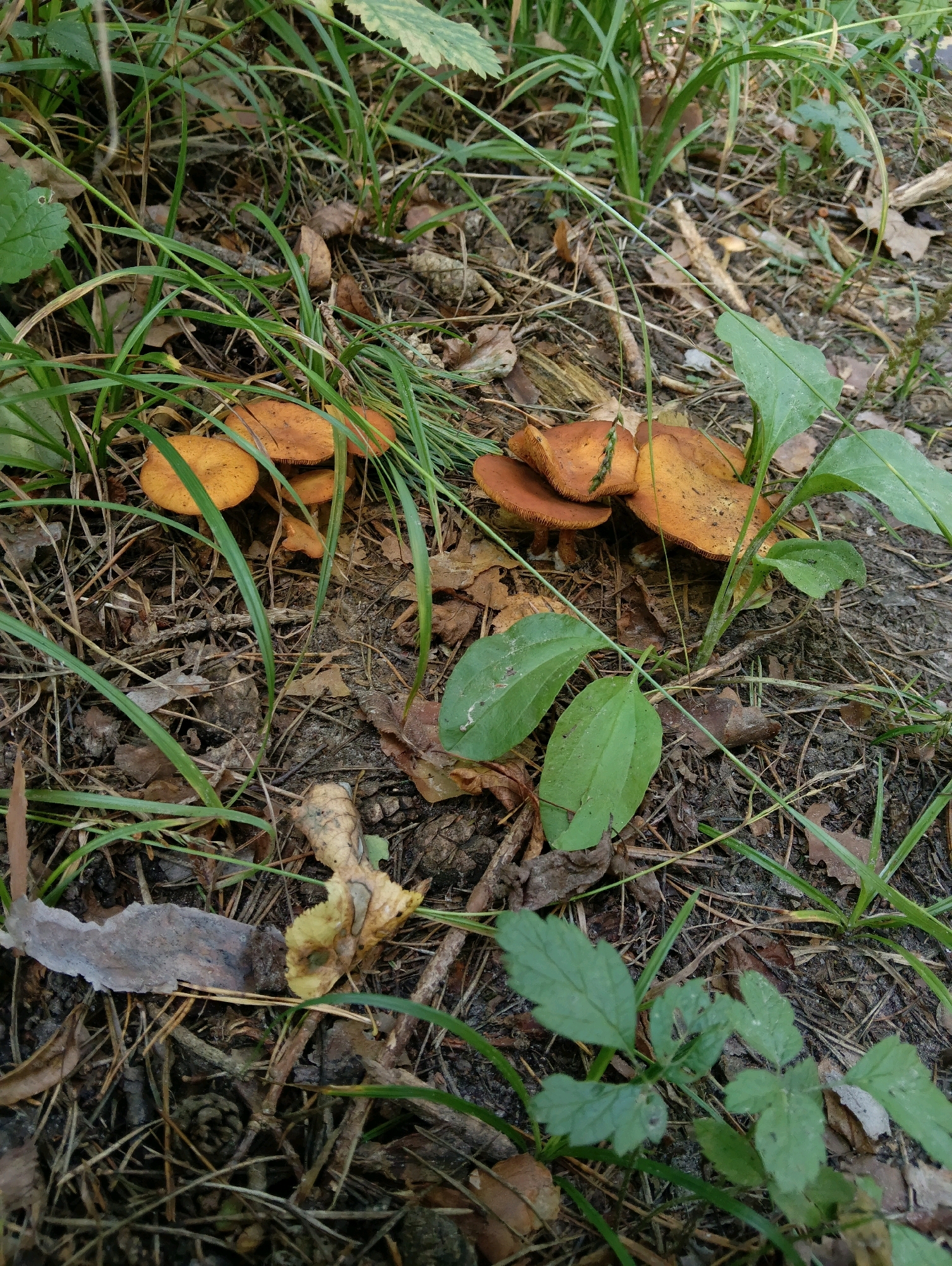 A cluster of golden-brown mushrooms sprouts from the forest floor in Hrodna, Belarus. The fungi are nestled among dry leaves, pine needles, and sparse green grass. The scene is illuminated by natural light, casting subtle shadows. The mushrooms vary in size, with some appearing fully developed and others in earlier stages of growth. Their caps are slightly convex, and their gills are visible on the undersides. Surrounding vegetation includes broad green leaves that reach towards the mushrooms. The ground is a mix of dark soil and decomposing organic matter.
