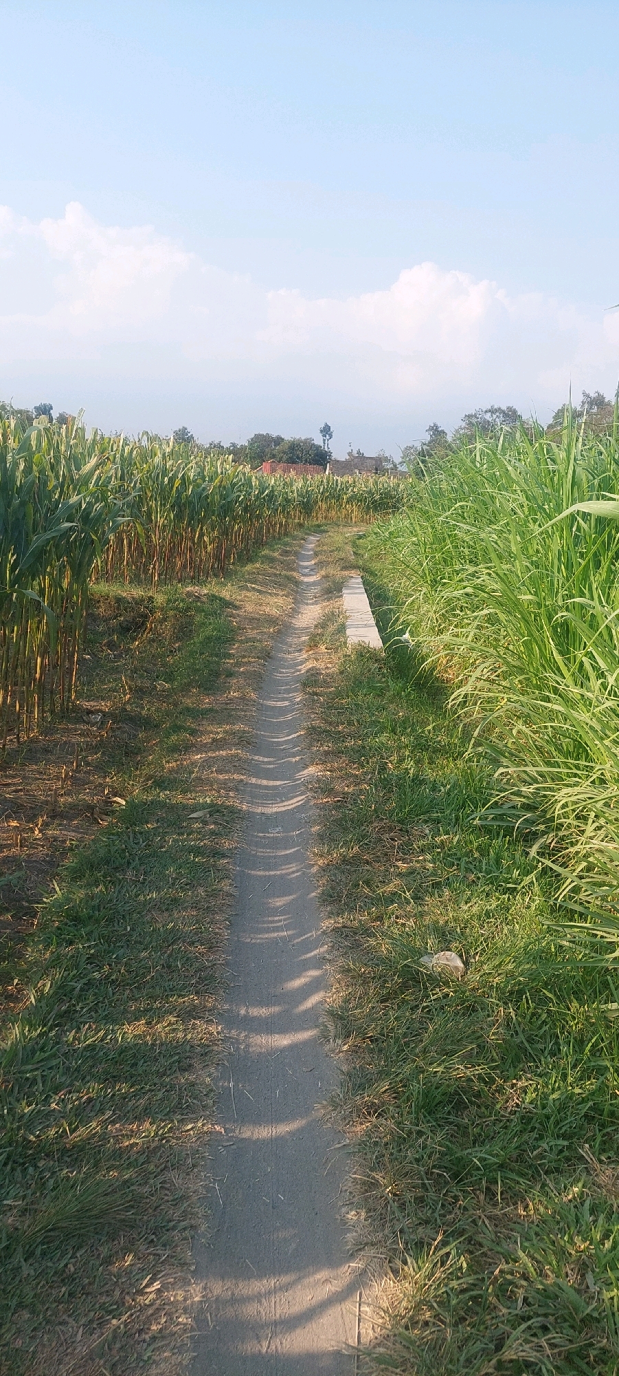 A vertical, eye-level shot captures a dirt path flanked by lush green vegetation on either side, leading into the distance under a clear blue sky. On the left, tall corn stalks stand in neat rows, their dry, brown bases contrasting with their vibrant green leaves. On the right, a dense growth of tall, green grass obscures any immediate view of what lies beyond. The path itself is a dusty grey, marked by the dappled shadows of the vegetation, suggesting a sunny day. In the far distance, a few buildings and trees are visible, hinting at a rural or agricultural setting. The overall impression is one of serene natural beauty and agricultural cultivation.