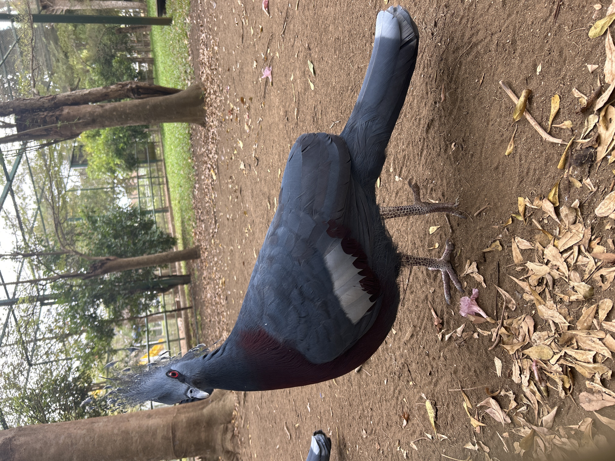 A Victoria crowned pigeon, identifiable by its elaborate fan-shaped crest and striking red eyes, stands on sandy ground covered with dry leaves. The bird is predominantly dark blue-gray with a burgundy breast and white wing markings. It is positioned in an outdoor enclosure, likely a zoo or aviary, with trees and grassy areas visible in the background. The scene appears to be in the city of Tanubada, Papua New Guinea, given the species' native habitat.