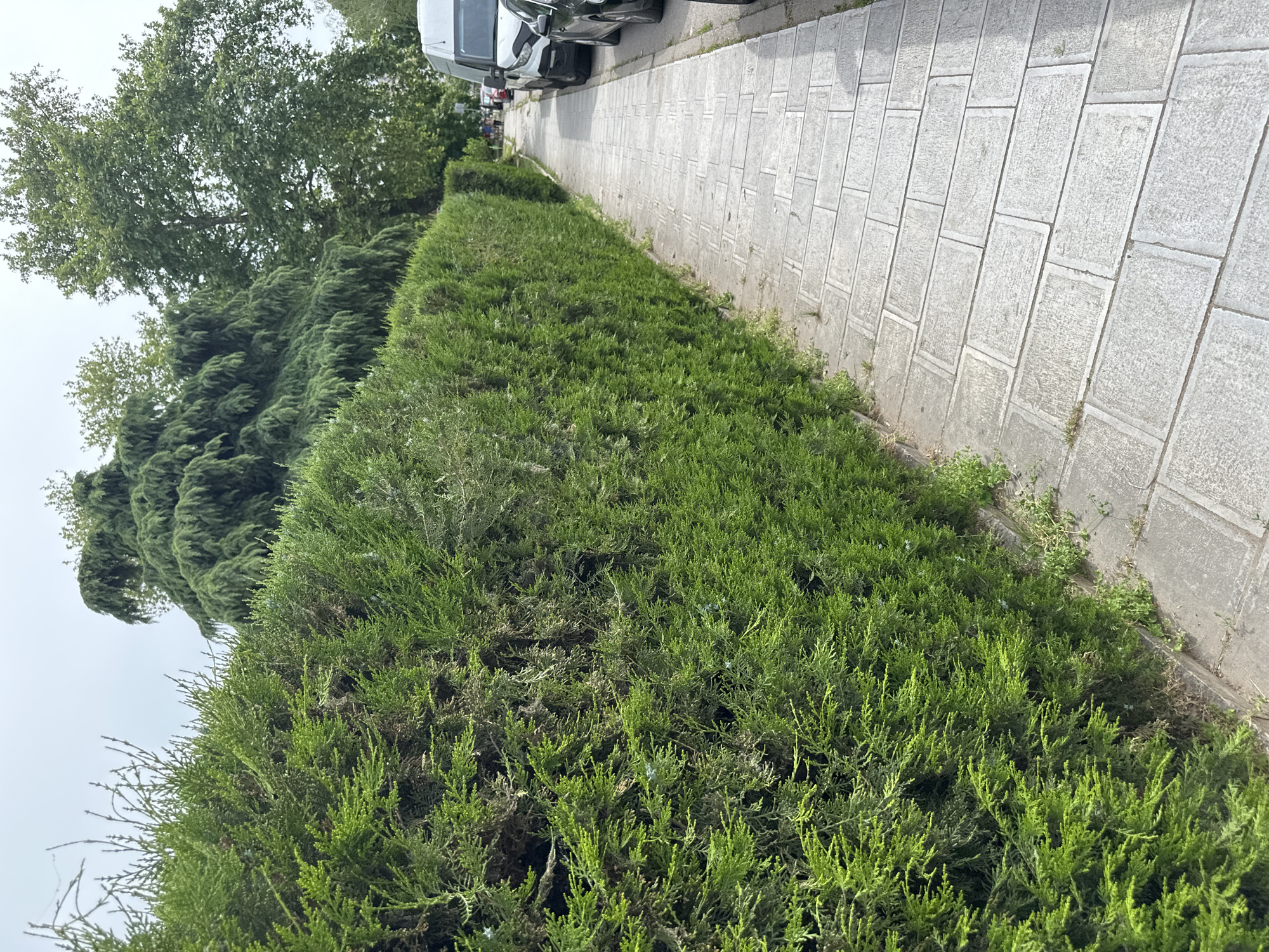 A sidewalk paved with rectangular stones runs alongside a long, well-maintained green hedge in Vidin, Bulgaria. Beyond the hedge are evergreen trees and deciduous trees. Parked cars are visible on the opposite side of the sidewalk. The sky is overcast.