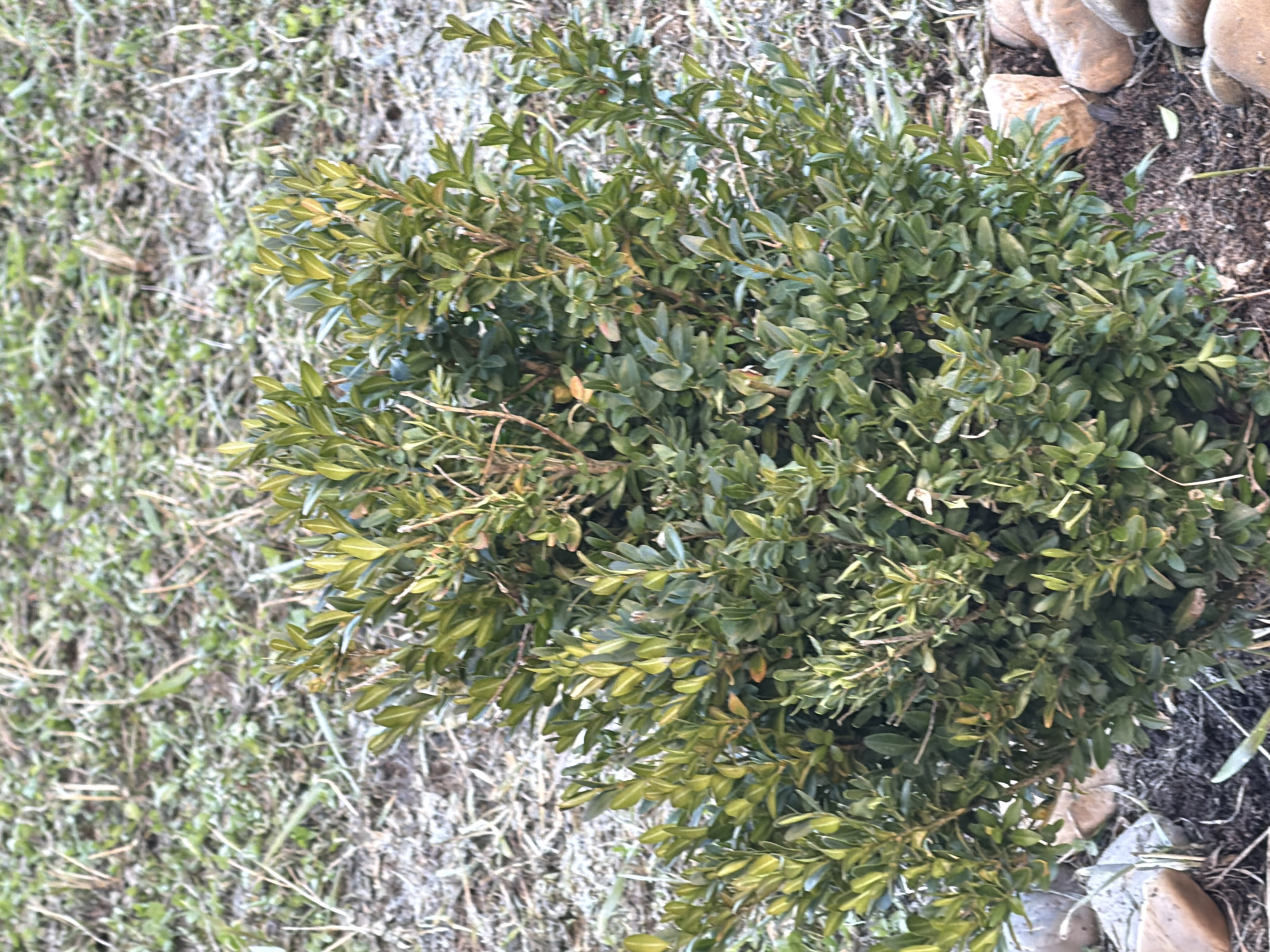 The image depicts a small, green, bushy shrub in an outdoor setting. The plant is surrounded by dry, patchy grass and several small rocks. The background suggests an unkempt or dormant lawn. The photograph's location in Chaikovsky, Russia, is not visually discernible from the image itself.
