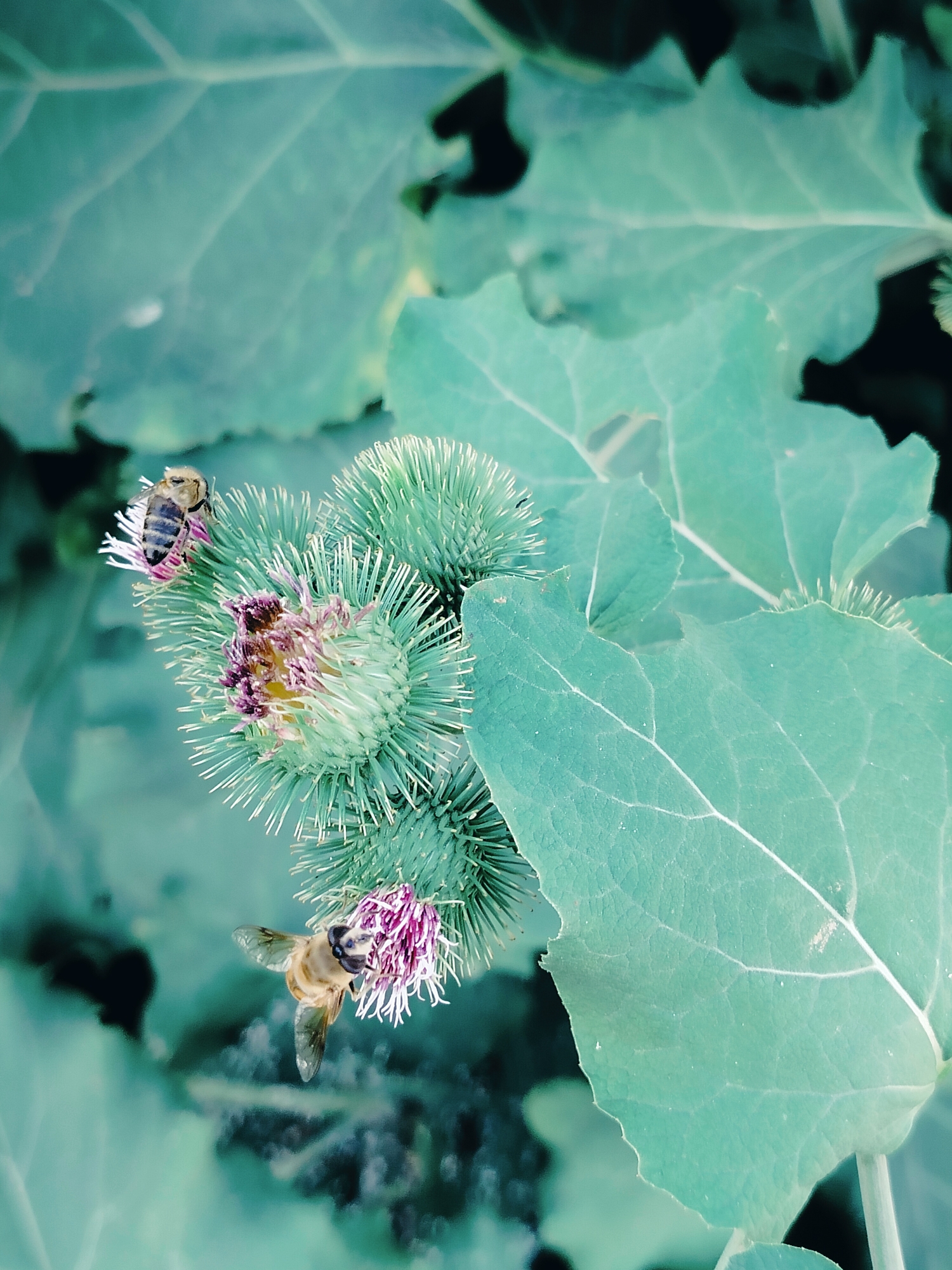 Two bees are seen collecting nectar from a thistle flower. The thistle flower is green and spiky with purple and pink petals. The surrounding environment is lush green with large leaves. The image is taken in a garden setting.