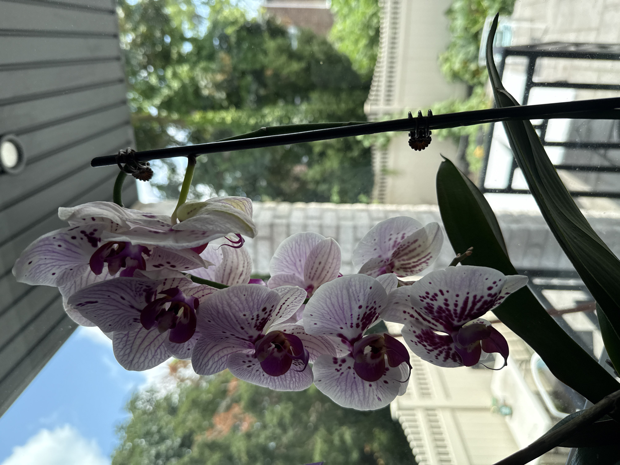 An indoor orchid plant with white and purple speckled flowers is positioned in front of a window. The window overlooks a backyard with a white picket fence, trees, and a table. The orchid is supported by a black stake, which has a small, flower-shaped clip attached to it. The sky is visible through the window, with some clouds. The scene appears to be a residential area in New York City, United States of America.