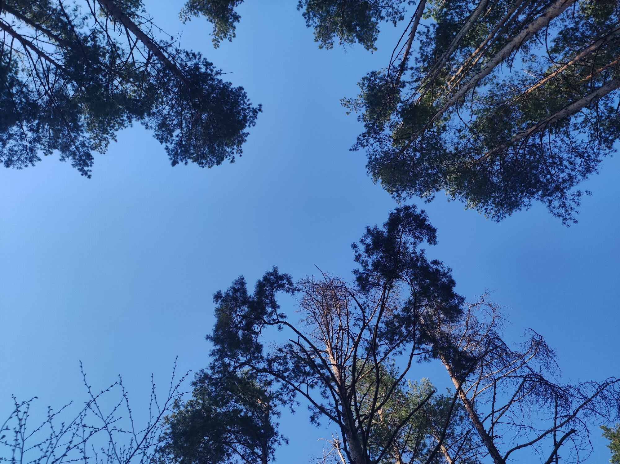 Looking up into a clear, blue sky through the tops of several trees. Tree foliage varies from full green to bare branches. The location appears to be in a forested area or park. The specific location within the city of Chaikovsky, Russia is not discernible from the image.