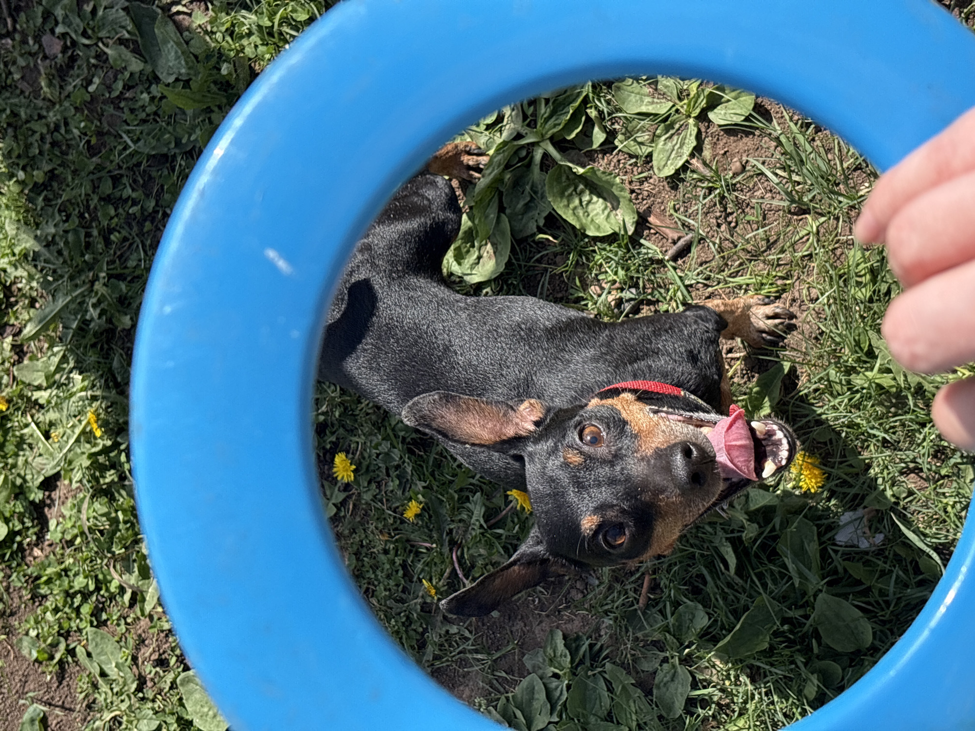 A black and tan dachshund with a red collar is lying in grass surrounded by dandelions and other plants, seen through a bright blue plastic ring. The dog is looking up with its mouth open, tongue visible. A human hand is partially visible in the top right of the frame. The location is unknown and the city of Усть-Тунтор, Russia is not discernible in the image.