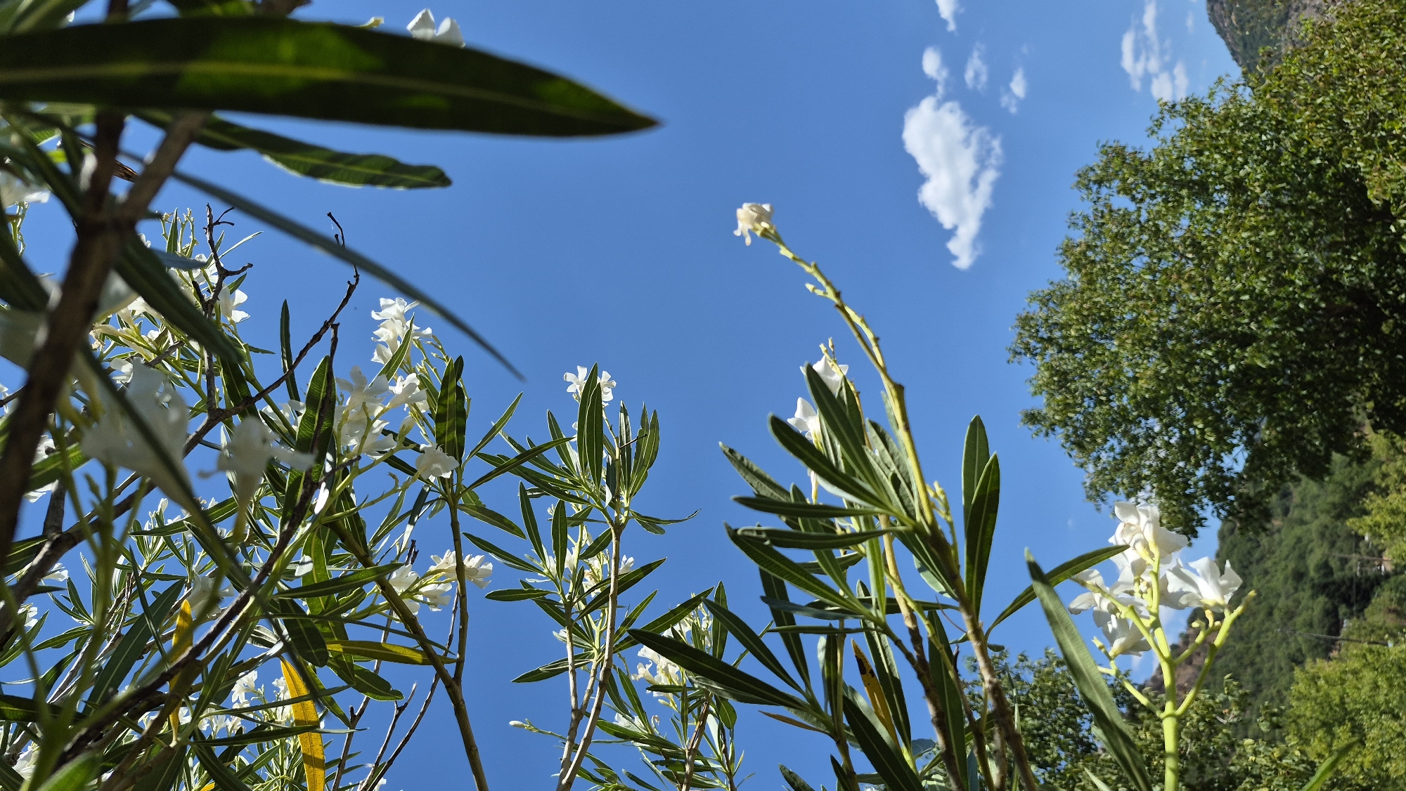 A low-angle shot captures a clear, vibrant blue sky with a few scattered white clouds. In the foreground, a tree with slender branches and long, pointed green leaves, some with a yellow tint, is visible. Small clusters of delicate white flowers dot the branches. The foliage creates a natural frame, with a large, dark green leaf partially obscuring the upper right corner. Below the sky and foliage, a dense green tree with a rounded canopy stands out. In the background, a sun-drenched, green, and rocky mountainside is visible, suggesting an outdoor, natural environment. The lighting indicates a bright, sunny day.