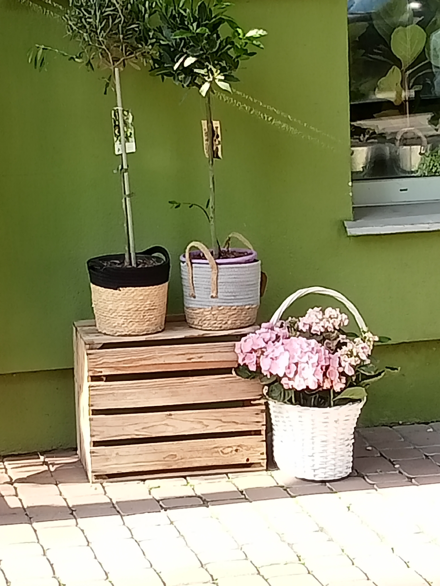 An outdoor scene features two potted plants on a wooden crate against a green wall. To the left, a plant with dark green foliage is in a tan woven pot with a black rim. To the right, another plant is in a light blue and tan woven pot. In front of the crate and to the right, a white woven basket holds a cluster of pink hydrangeas. The ground is paved with light-colored interlocking stones. A window with reflections of greenery is visible on the far right of the image. The scene appears to be a display of plants outside a storefront.