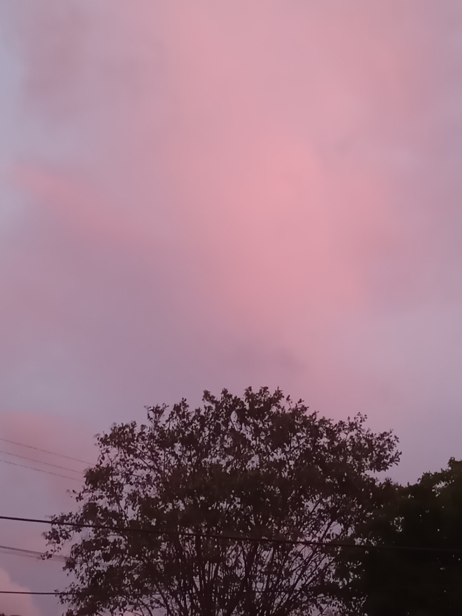 The image depicts a twilight scene, likely captured at sunset or sunrise, in an unknown location within the city of Juan Griego, Venezuela. The sky is a blend of pink and light purple hues, indicating the presence of clouds catching the light. In the lower portion of the frame, the silhouetted crown of a tree dominates the view. Electrical wires run horizontally across the lower left of the image, suggesting an urban or suburban setting. The image contains no people, actions, or interactions.
