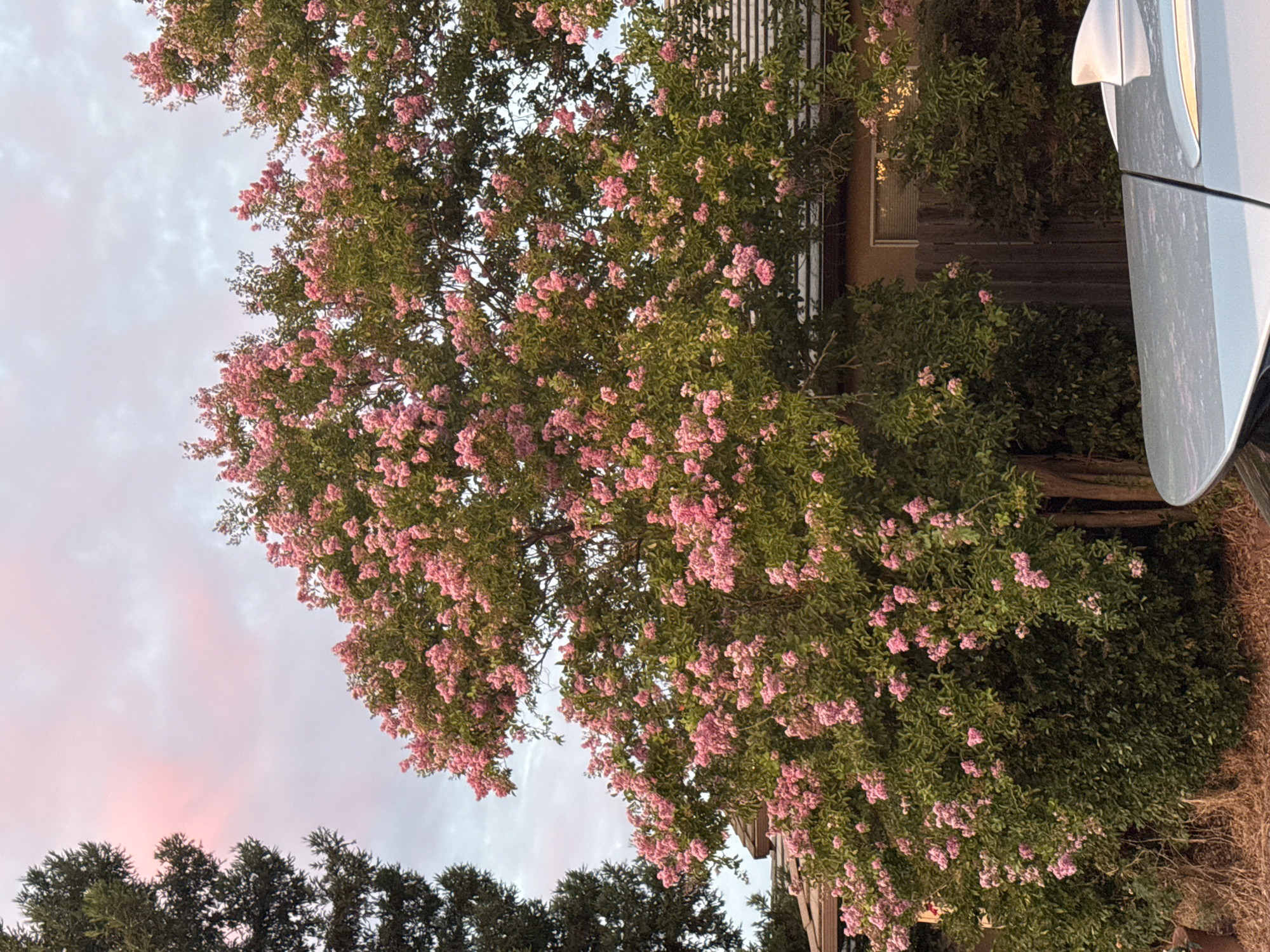 A flowering tree with pink blossoms and green leaves dominates the center of the frame, reaching towards a sky with wispy pink clouds. To the left, the dark green needles of a conifer tree are visible. In the background, a portion of a house with a tiled roof and a wooden fence can be seen behind the flowering tree. The lower part of the image shows the roof and fin of a silver car, indicating an outdoor urban or suburban setting in Antelope, United States. The lighting suggests it is either early morning or late evening.