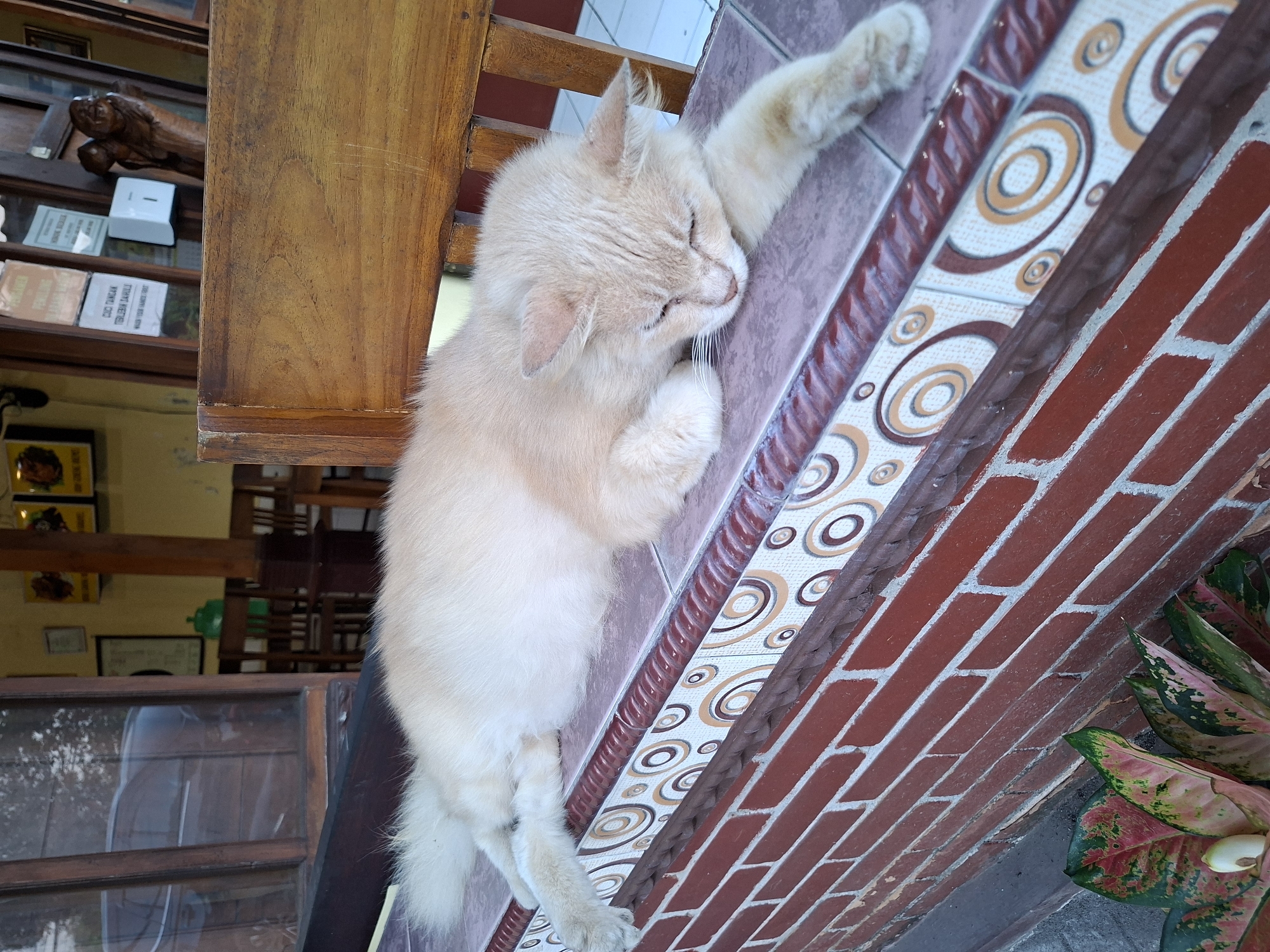 In Sendangadi, Indonesia, a ginger-colored cat is asleep on a tiled ledge. The cat is lying on its side with its eyes closed, its head resting on its paw. The ledge is made of brick and tile, with a decorative pattern of concentric circles. In the background, there is a wooden chair and a glass window. The overall scene suggests a peaceful and relaxed atmosphere.