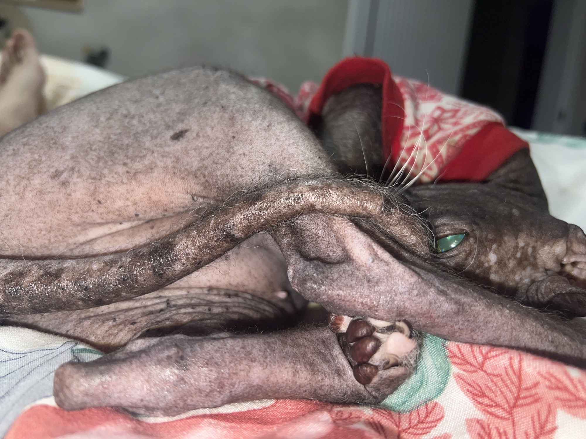 The close-up image shows a hairless dog, possibly a Xoloitzcuintli, resting indoors on patterned bedding. The dog is curled up, with its body, head, and one paw visible. Its skin is a mottled grey and pink, with numerous small dark spots and some patches of lighter skin. Fine hairs and whiskers are prominent around its snout and chin, and longer white whiskers extend from its muzzle. The dog wears a red garment with a white, intricate pattern, likely a sweater or shirt, which covers part of its back and neck. Its left eye, bright green in color, is partially open, giving it a striking appearance. One of its paws, with dark brown, fleshy paw pads, is visible near its face. The dog appears to be lying on a bed or couch covered with a blanket featuring a red and pink leaf or floral pattern, and another patterned fabric with light blue and white stripes is visible underneath. In the blurry background, a human foot or leg can be partially seen, suggesting the dog is resting near a person. The scene conveys a sense of comfort and repose. There is no visible text. The setting is an indoor location in Votkinsk, Russia.