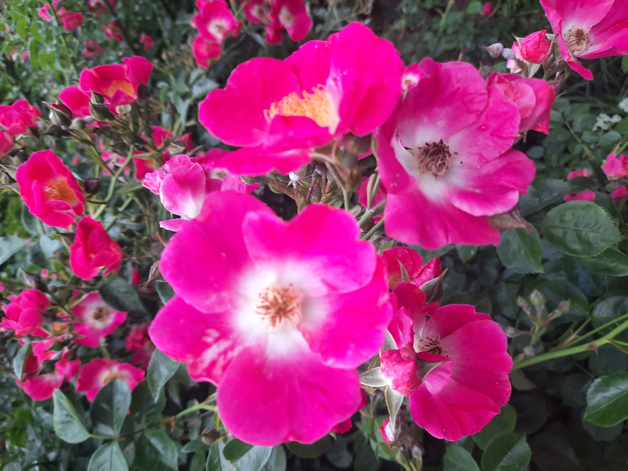 A close-up, eye-level, outdoor shot captures a cluster of vibrant fuchsia roses with white centers, interspersed with dark green leaves and buds. The lighting is bright, suggesting daytime. The focus is primarily on the blooming flowers, with some in sharp detail and others slightly blurred, creating a sense of depth. The overall impression is one of lush, natural beauty. The image is a photograph taken in an unknown location within an unknown city.