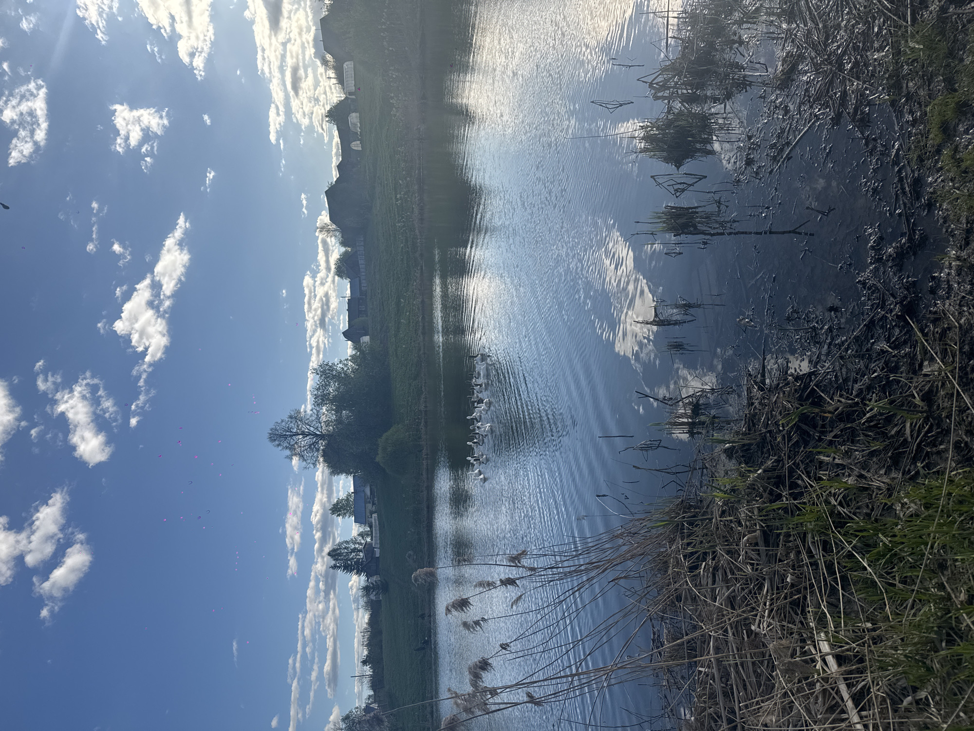 The image depicts a body of water, possibly a pond or river, in what appears to be Ol'khovochka, Russia. The water reflects the blue sky dotted with white clouds. A group of white geese swims in the middle of the water. The shoreline on the right is overgrown with reeds and other vegetation. In the distance, on the left, are buildings and trees, indicative of a rural or suburban setting. The overall scene conveys a sense of serenity and natural beauty.