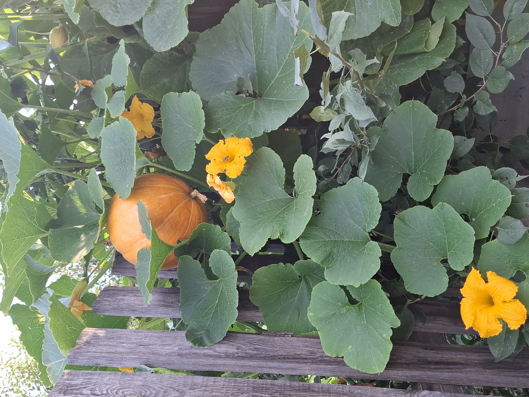 The image depicts a close-up view of a growing pumpkin plant with a large orange pumpkin situated behind a weathered wooden fence. Several vibrant yellow pumpkin flowers are visible, with one in the foreground having a bee on it. The pumpkin plant's large, green leaves fill much of the frame, creating a dense, natural setting. The scene suggests a backyard or garden environment, potentially in the city of Tyumen, Russia, given the context. No people are present in the image, and the focus is on the plant and its development.