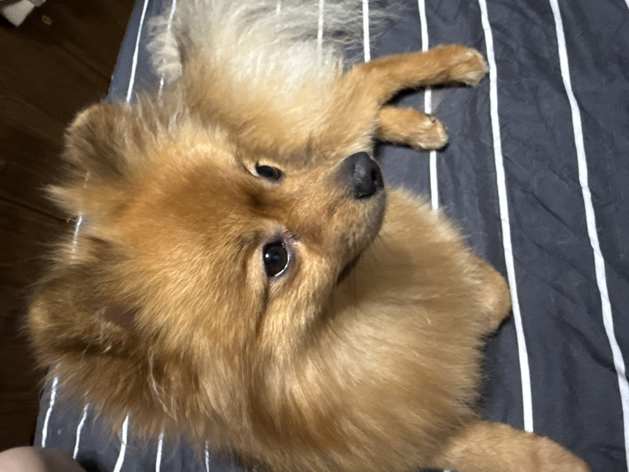 A close-up, eye-level shot shows a Pomeranian dog lying on a striped surface. The dog is primarily golden-brown with lighter tan fur on its legs and tail. Its eyes are dark and alert, and its nose is black. The dog's fur is fluffy, especially around its head and neck. The surface it is lying on has dark gray and white horizontal stripes. The background is blurry, suggesting a domestic indoor setting. The scene is static, with the dog in a relaxed lying position. The image does not contain any identifiable landmarks or indicators of its location in Khimki, Russia.