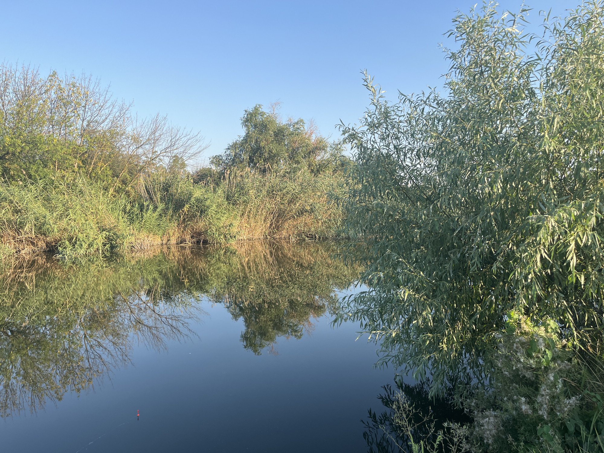 The image shows a calm body of water, likely a river or lake, with lush green vegetation lining its banks. The vegetation includes tall reeds and trees with dense foliage. The sky is a clear, bright blue. The water reflects the surrounding greenery and the sky, creating a serene and tranquil scene. A fishing bobber is visible in the lower left portion of the water. The overall environment suggests a natural, unpopulated setting. The image is not specific to the city of Lunacharskii, Russia, or any other urban location, but rather depicts a natural landscape.