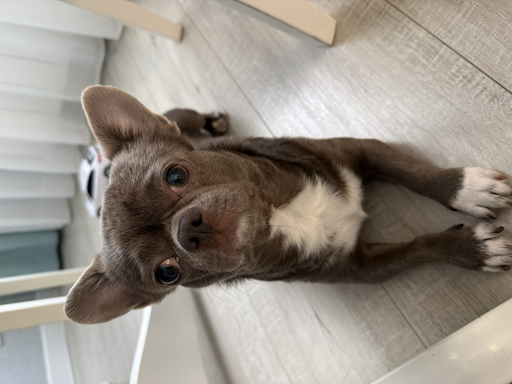 A brown and white chihuahua lies on a light grey wood-look floor. The dog is positioned close to the camera, looking upward with its front paws extended. The background includes a white and grey object, likely furniture, and a light-colored surface. There is no information to determine if this image was taken in Votkinsk, Russia.