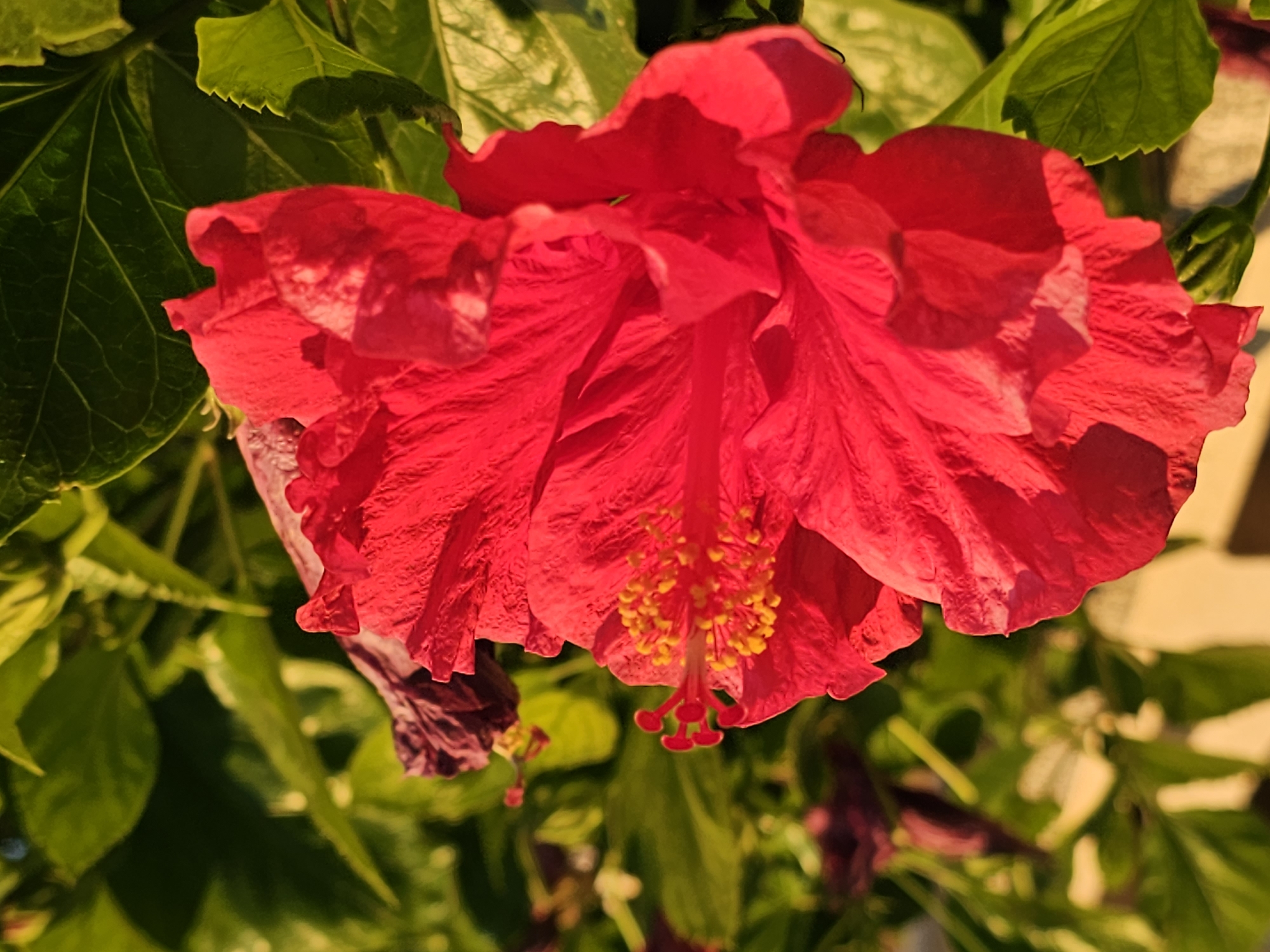 This is a close-up, vertical, natural light photograph of a vibrant red hibiscus flower in bloom. The flower is the primary subject, occupying the majority of the frame with its ruffled petals and prominent yellow stamen. Behind the red flower, out of focus, are several green hibiscus leaves, some appearing glossy and healthy, while others are darker and may be older or beginning to wilt. In the background, there is a hint of sunlight illuminating the foliage, creating a bright, warm atmosphere. The scene appears to be outdoors, likely in a garden or natural setting. There are no people or animals visible in the image. The photograph has been taken in Deveses, Spain.