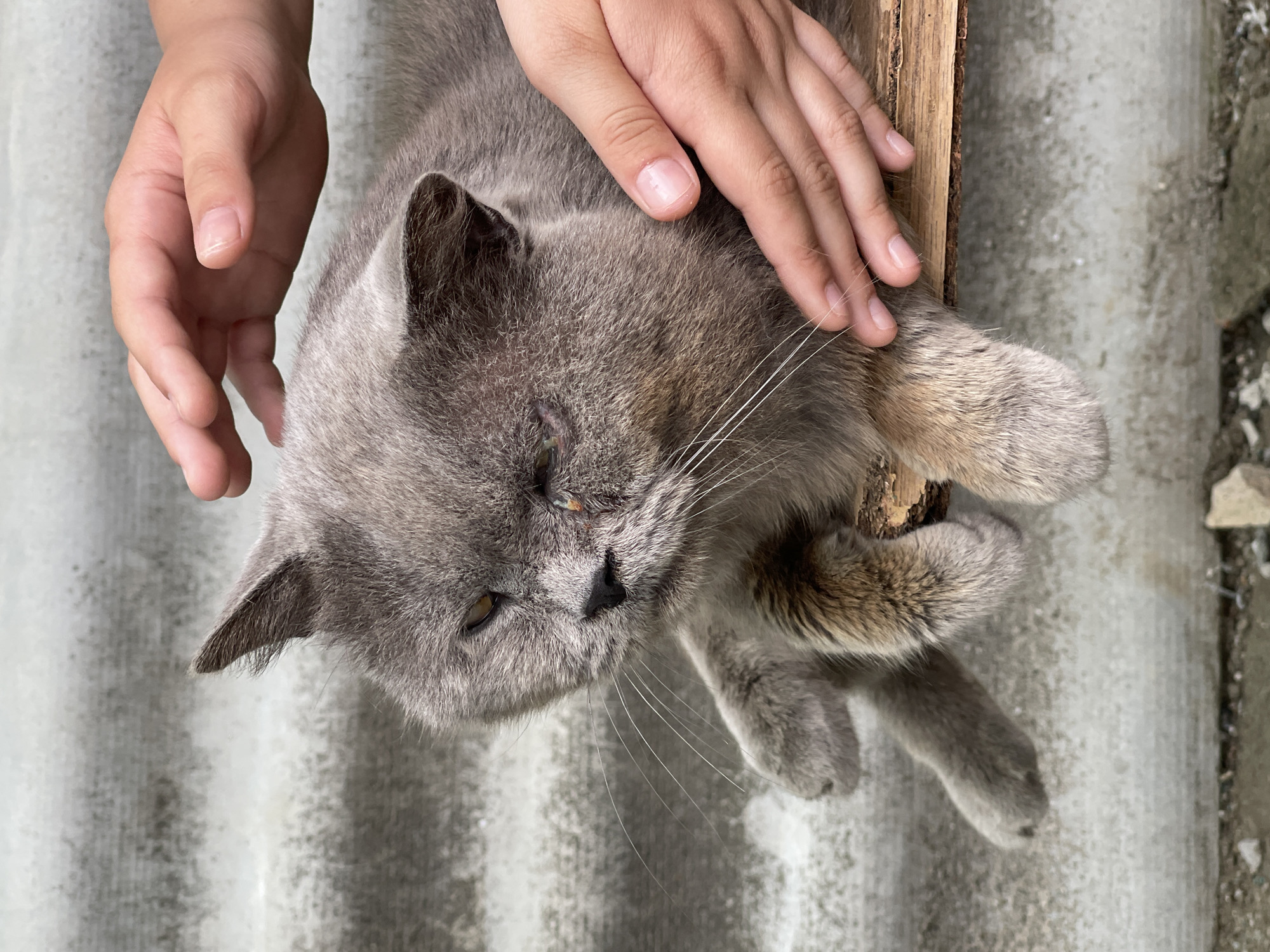 A medium shot captures a gray cat being petted by a person's hands. The cat, lying on a piece of wood, is positioned in the center of the frame, facing left. Its fur is a dusty gray with lighter brown undertones on its paws and face. The cat's right eye appears swollen and irritated. The person's hands, with neatly trimmed nails, are gently stroking the cat's head and side. The background consists of a corrugated, light-colored wall, possibly made of asbestos cement, and a gray, textured surface below, suggestive of concrete or rough ground. The scene appears to be outdoors in an urban or semi-urban setting, given the building materials and the presence of small stones on the ground. The overall impression is one of a tender moment between a person and an animal. The location of Левокумка, Russia, is not evident from the visual information in the image.