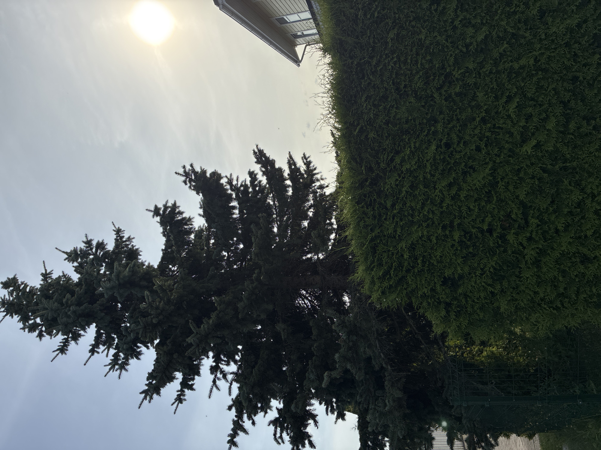 This image captures a sunlit scene, likely during the day, in the city of Dreiliņi, Latvia. A tall, dark green coniferous tree dominates the left side of the frame, its branches reaching towards a pale blue sky. To the right, a section of a light-colored residential building with white siding and windows is visible, its roofline suggesting a slightly elevated perspective. In the foreground, a dense, manicured green hedge stretches across the lower portion of the image, partially obscuring a dark green metal fence. The sun is a bright, diffused orb in the upper right quadrant of the sky, casting a soft glow and creating a slightly hazy atmosphere. The overall impression is one of a suburban or residential outdoor setting.
