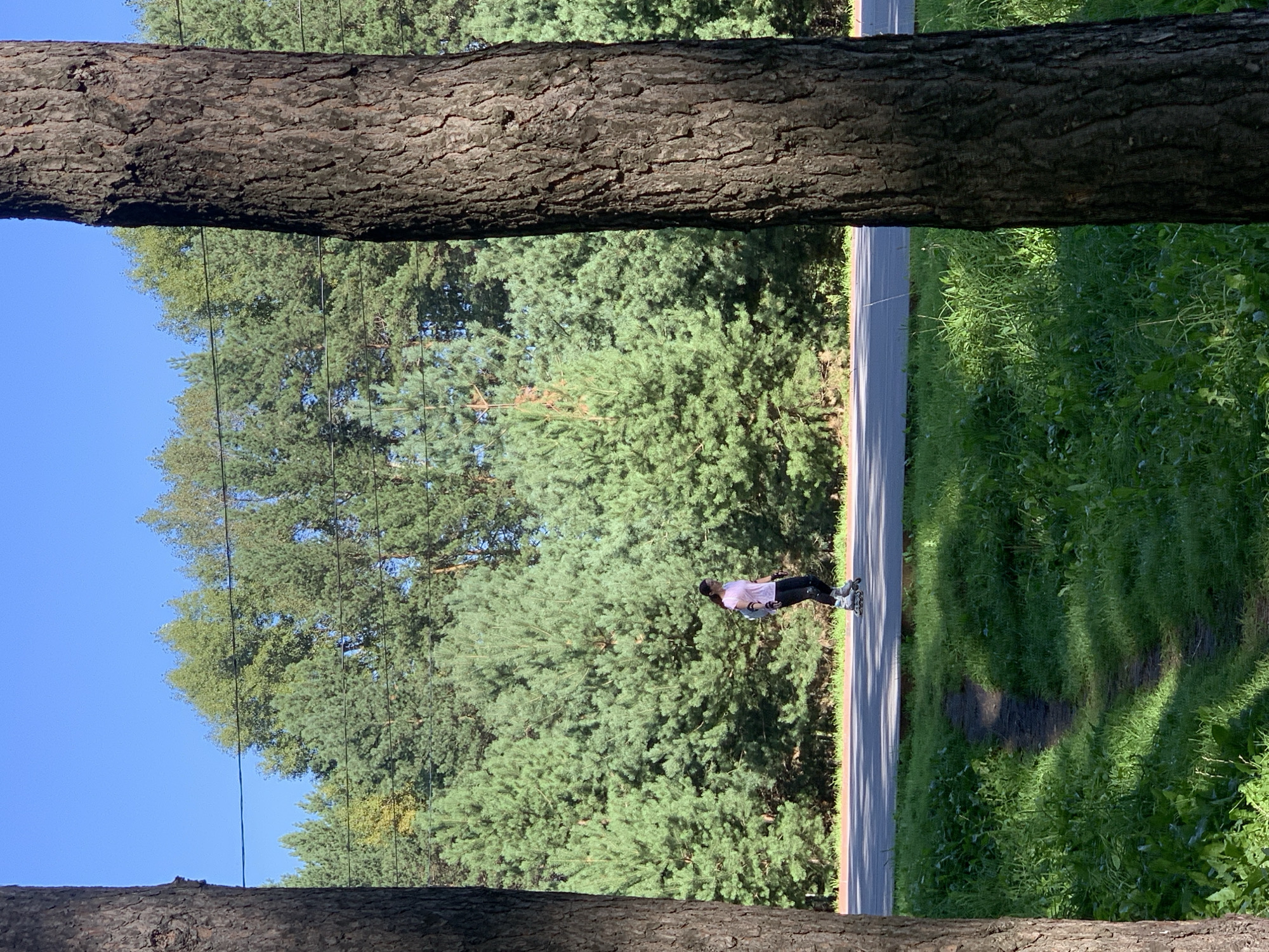 The image depicts a woman rollerblading on a paved path in a park. She is wearing a pink shirt and black pants, and appears to be of average build. The path is bordered by a grassy area on one side and a dense line of coniferous trees on the other. Two large tree trunks frame the foreground on either side of the image. The sky above is clear and blue. The scene suggests a sunny day in a natural setting, likely a park or recreational area within a city. The presence of a paved path and groomed trees indicates it is a maintained public space.