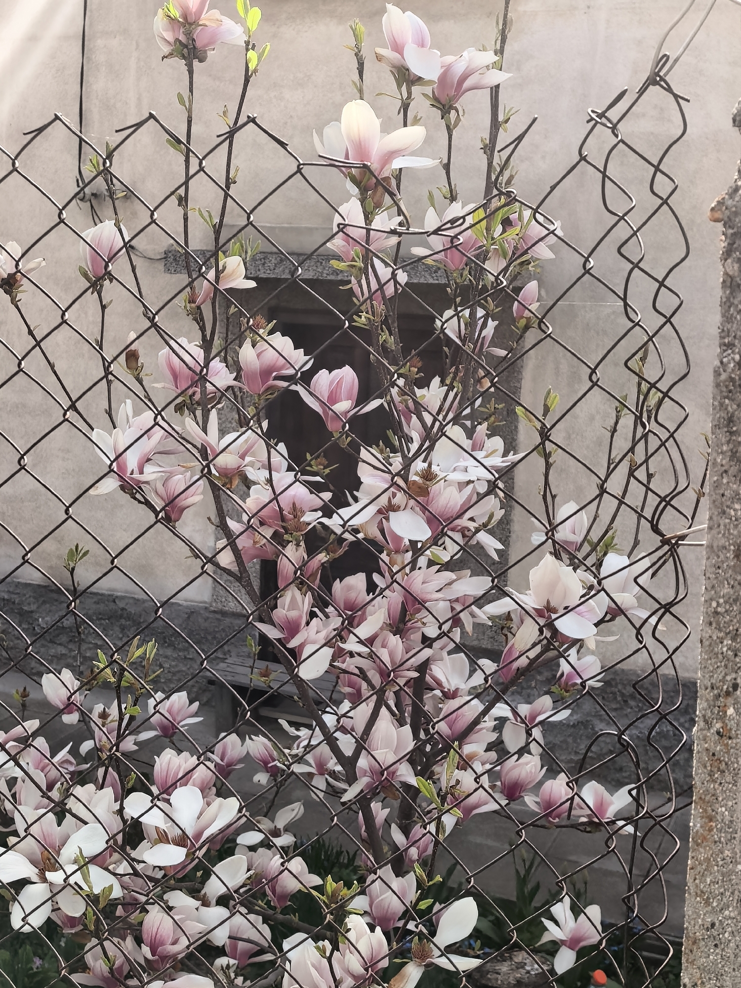 A magnolia tree, laden with pink and white blossoms, is situated behind a metal chain-link fence. The tree partially obscures a concrete building with a small, dark window. The setting appears to be outdoors during daylight, with sunlight illuminating the top of the fence and some of the magnolia blossoms. A concrete post stands to the right of the fence. The precise location within the city of Unknown, Unknown, is not discernible.