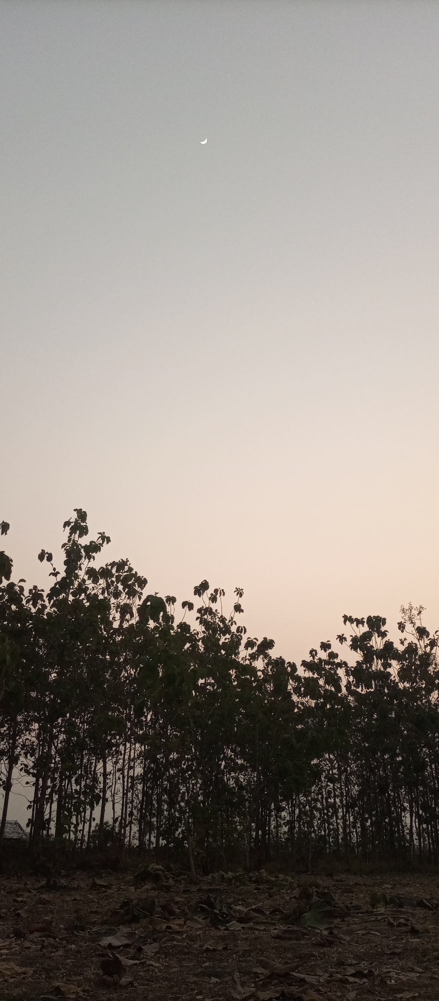 In Kedewan, Indonesia, a photograph captures a serene natural landscape at dusk. The sky, a pale gradient of grey and soft peach, is adorned with a slender crescent moon. Below, a dense row of trees, silhouetted against the fading light, forms a dark, textured line across the mid-ground. The foreground is a rough, uneven terrain covered in dry leaves and debris, suggesting a natural, uncultivated area. The overall impression is one of quietude and the transition from day to night.