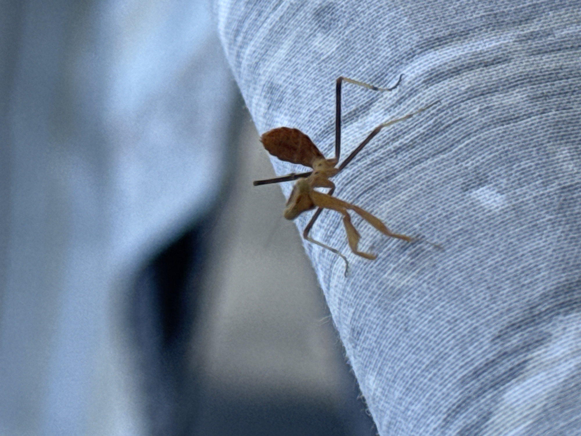 A brown insect with elongated limbs is perched on a textured blue fabric. The insect's body is slender and segmented, with thin legs extended outwards. A prominent, flattened structure resembling a leaf or wing is attached to its back. The fabric appears to be denim or a similar material with visible vertical stitching. The background is out of focus, displaying soft gradients of blue and grey. There is no indication of the location being in Karavas, Northern Cyprus / Cyprus.