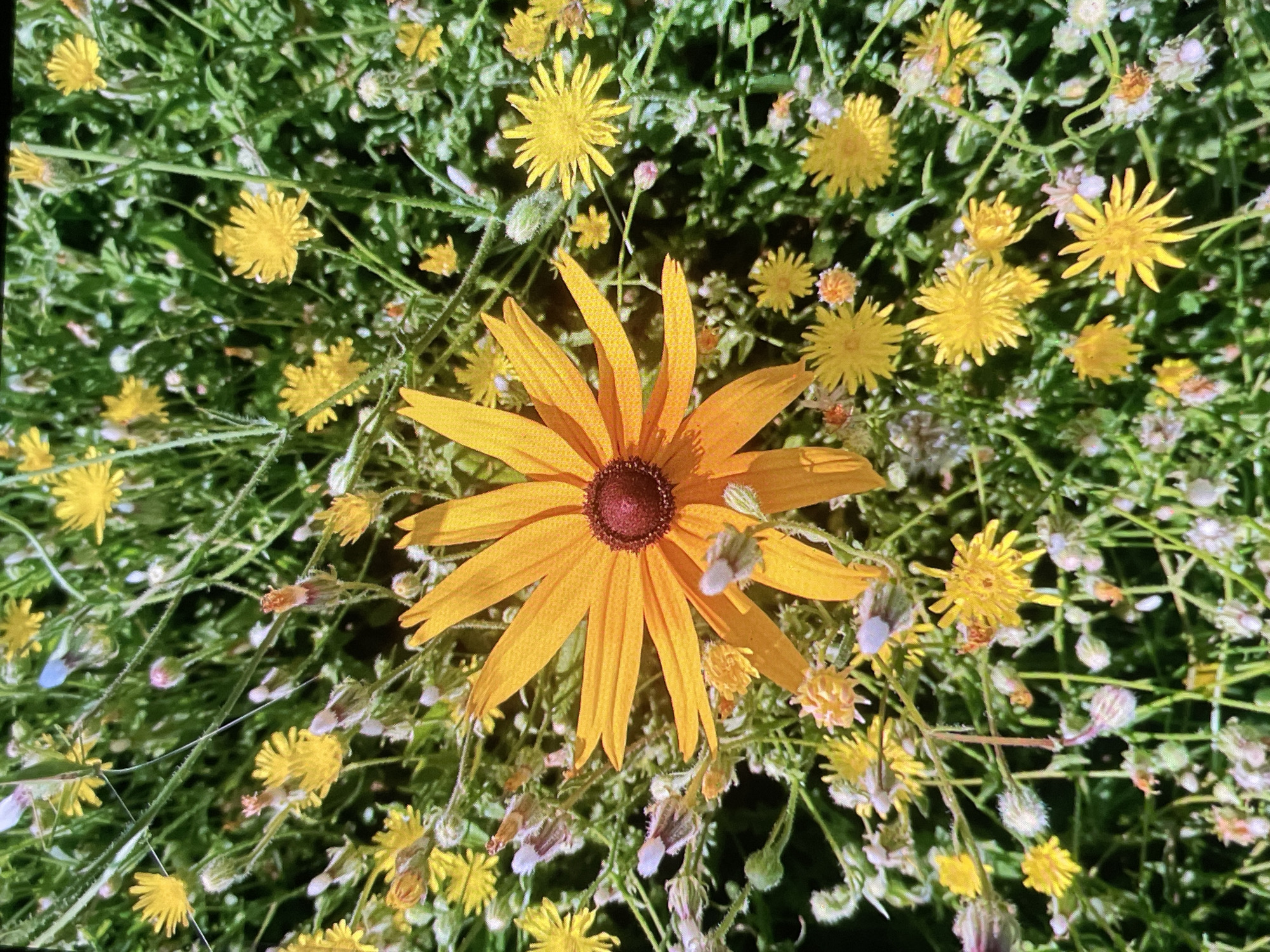 This image is a close-up, top-down view of a field of wildflowers. The most prominent flower is a large, bright yellow Black-eyed Susan with a dark brown center. Surrounding it are many smaller yellow wildflowers, some with delicate, spiky petals, and some with finer, dandelion-like seed heads. There are also buds and spent flowers in shades of white and pink. The background is a dense tangle of green stems and leaves. The lighting suggests it is daytime, likely with bright sunlight casting some shadows. The location is identified as the village of Akandzhievo, Bulgaria.