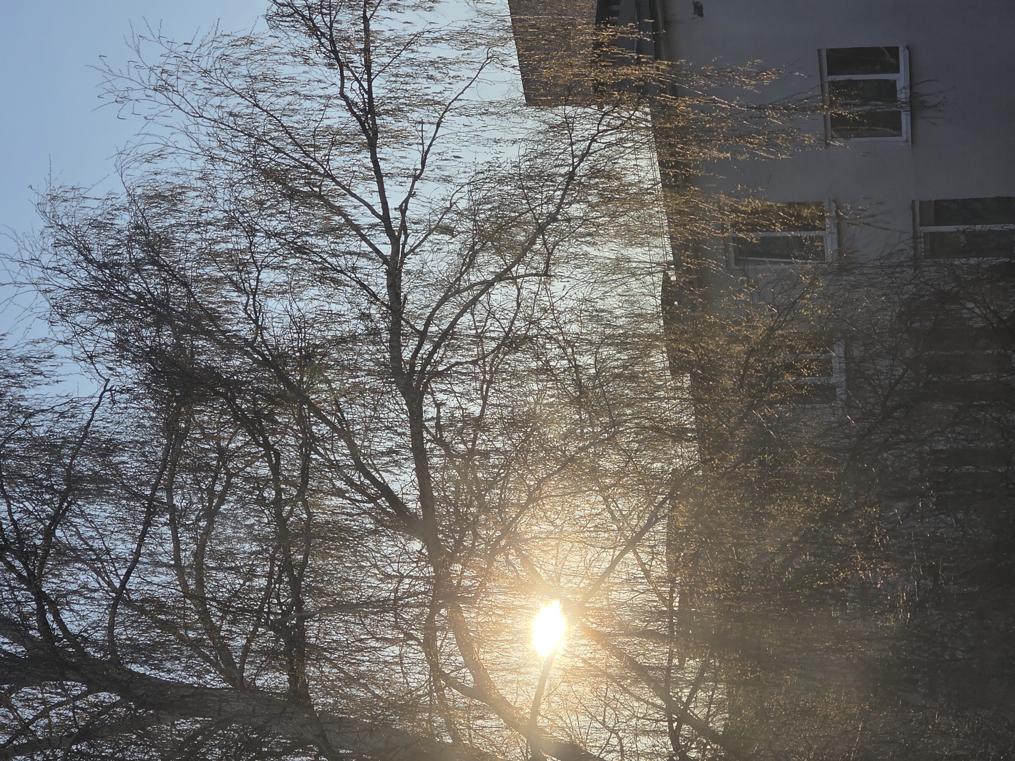 The image shows a view in Chaikovsky, Russia, looking up through bare tree branches towards a pale blue sky. A building is visible on the right side of the frame, partially obscured by branches and sunlight. The sun is shining brightly through the trees, creating a glare. Two rows of windows are visible on the building. The scene is dominated by the intricate network of tree branches.