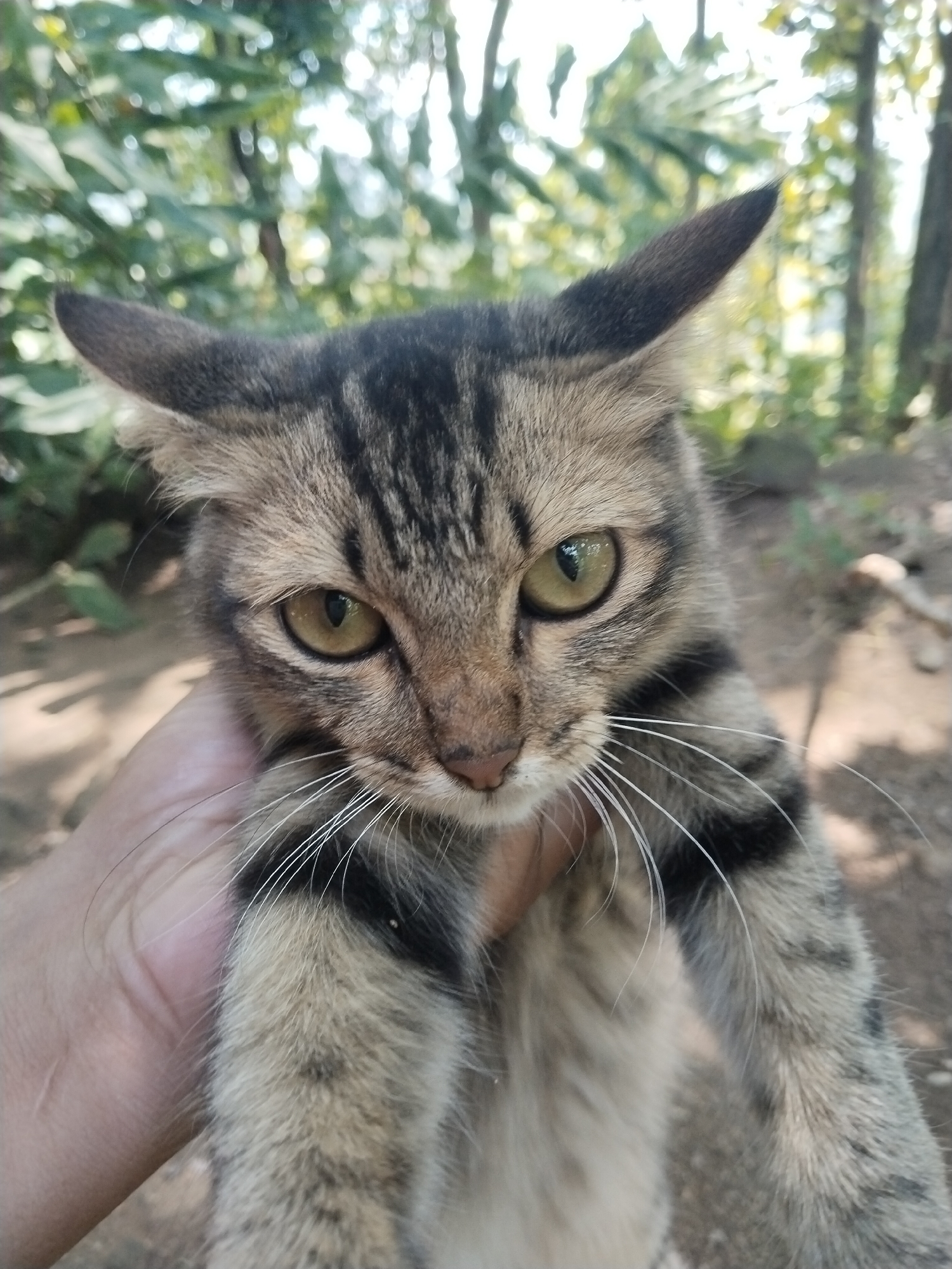 A close-up shot depicts a person holding a tabby cat with green eyes, facing the camera. The cat has dark stripes on its head and neck, and white whiskers. The background shows foliage and trees, suggesting an outdoor environment. The location is Unknown.