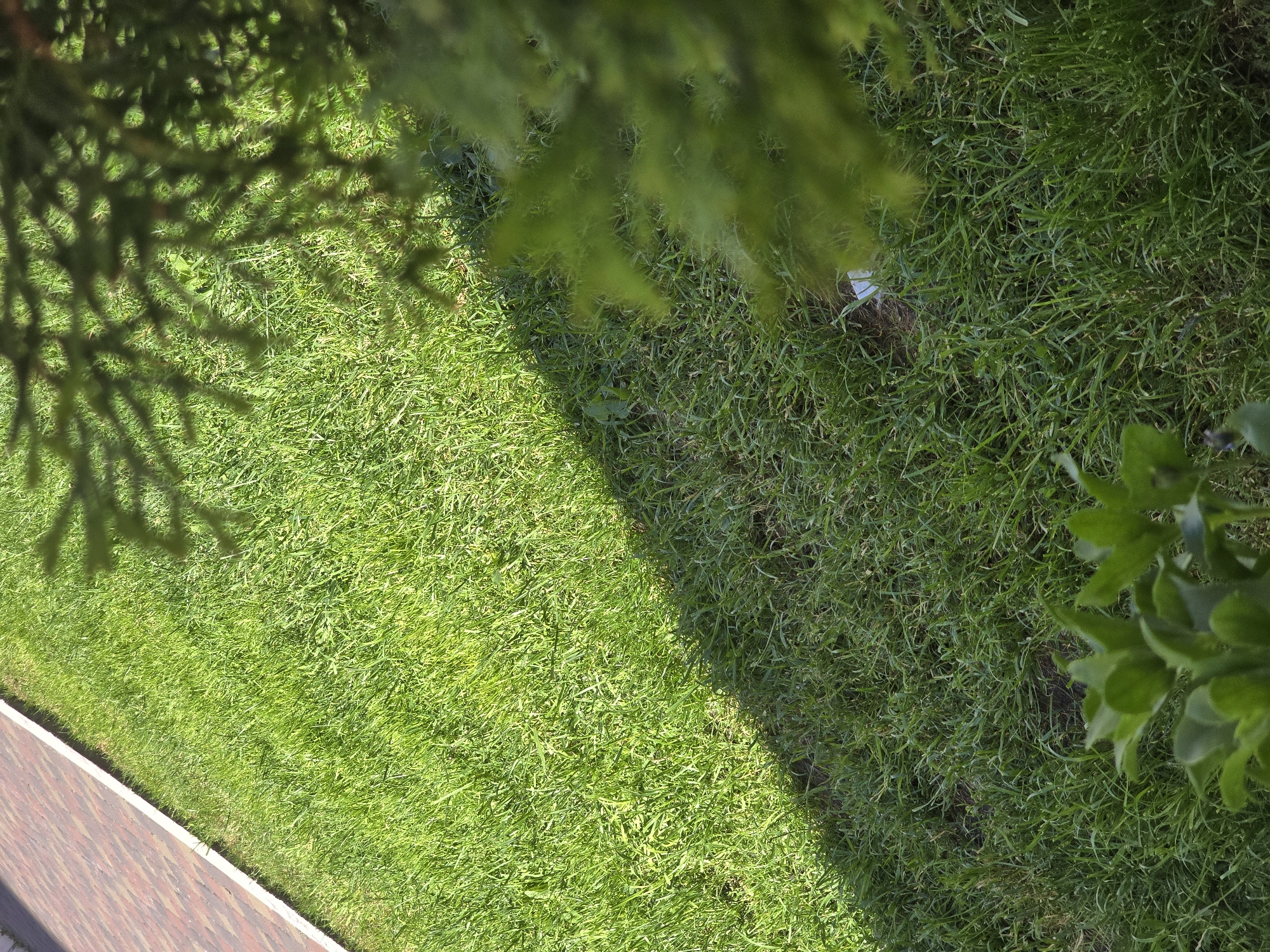 A sunlit, green lawn borders a brick pathway in Petropavlivska Borshchahivka, Ukraine. A shadow cast by a coniferous tree falls diagonally across the grass. In the foreground, blurred green foliage is visible. The scene is an outdoor environment, likely a residential area or park.