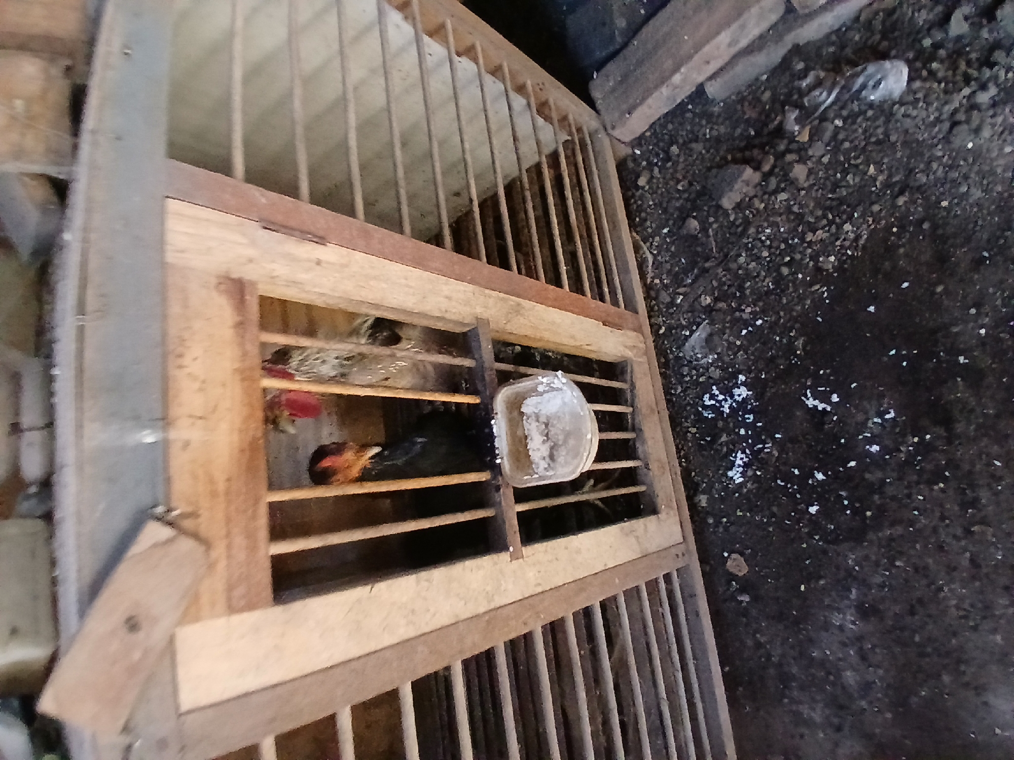 The image depicts two chickens inside a wooden cage. The cage has horizontal wooden slats on its sides and front, with a more open section in the center where the chickens are visible. One chicken is predominantly black with some reddish-brown on its head and neck. The other chicken, partially obscured, appears to be white with some reddish-brown markings on its head and neck. A small white plastic dish filled with what appears to be food or grit is attached to the cage bars in front of the chickens. The ground beneath the cage is dark and appears to be made of dirt or gravel, with some white specks scattered on it, possibly feed or debris. The background is out of focus but suggests an outdoor or rural setting with wooden structures. The lighting is somewhat dim. The image was taken in the city of Tenggarang, Indonesia.