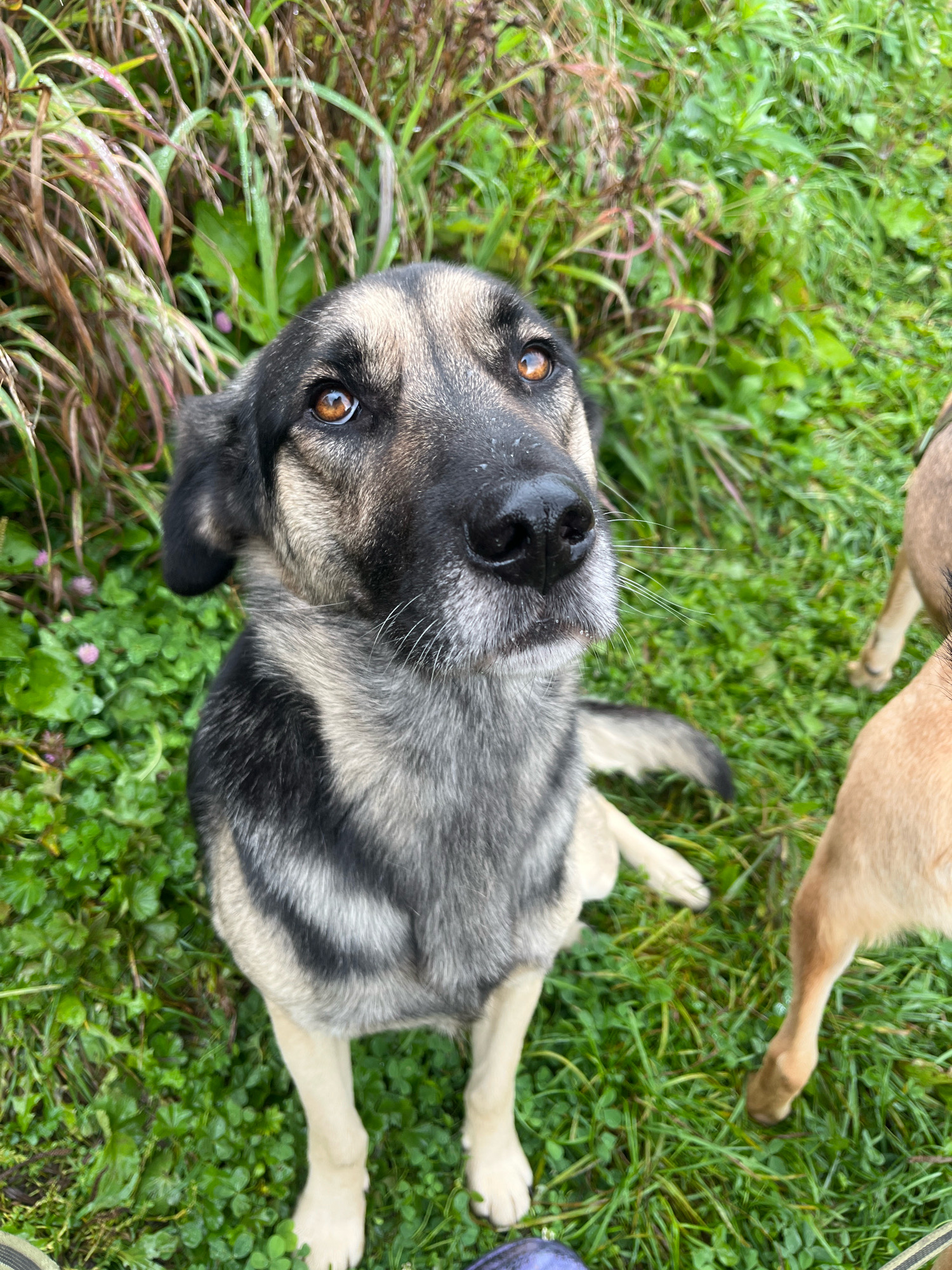 A medium shot shows a dog with tan and black fur sitting on a grassy area with some dried grass and plants in the background. The dog is looking up with its head tilted slightly to the right. Its eyes are brown and alert. Another dog, mostly out of frame and light brown, is visible to the right. The grass is wet with dew or recent rain. The scene appears to be outdoors in a natural setting. The image does not provide any information to indicate the location is Nizhny Tagil, Russia.