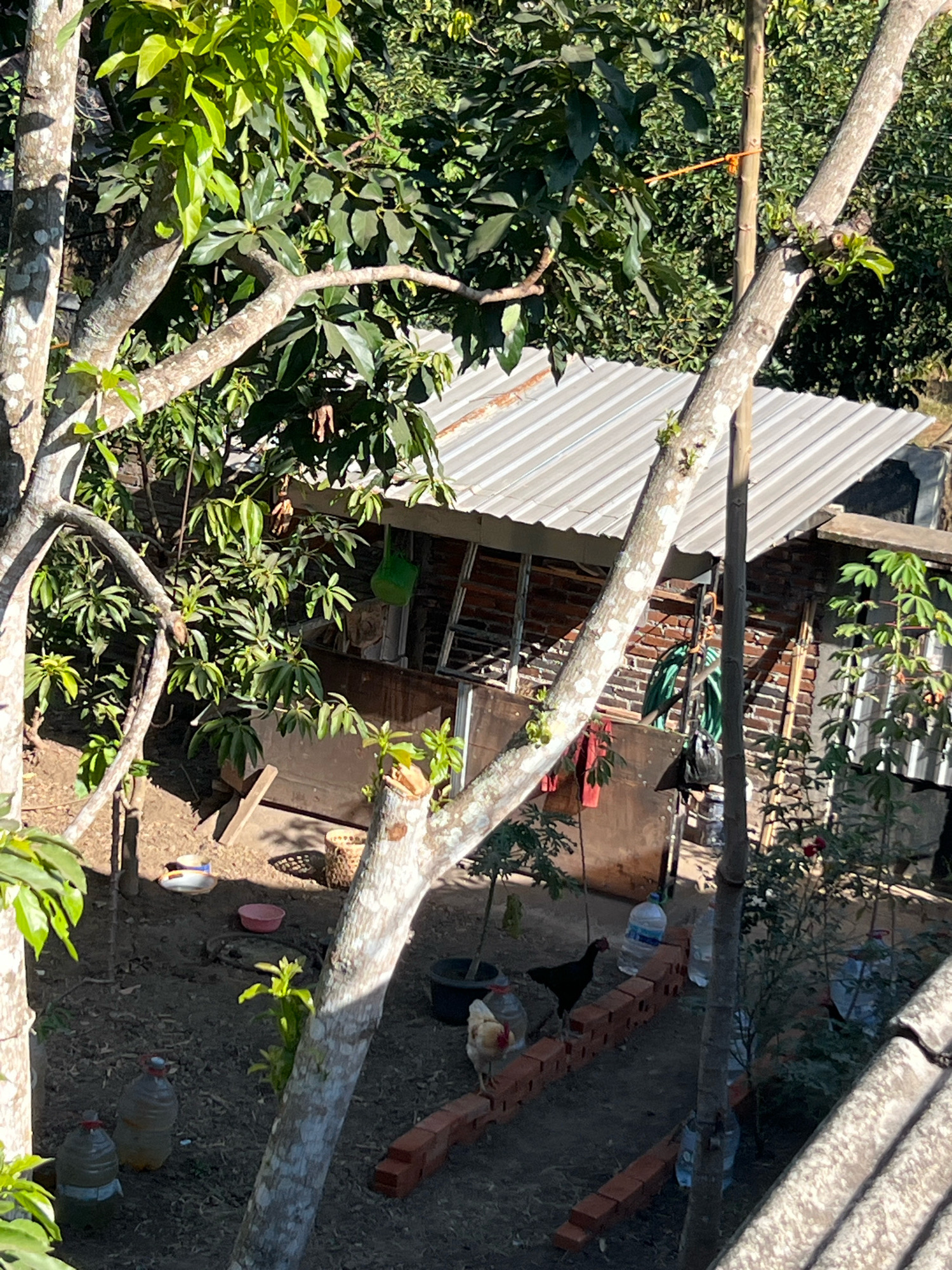 The image depicts an outdoor scene in what appears to be a rural or semi-rural area, likely in the city of Payaman, Indonesia, characterized by vegetation and a small, rustic structure. In the foreground, a large tree trunk with light-colored bark, dappled with shadows, dominates the left side of the frame and extends diagonally upwards to the right. Another tree trunk is visible in the lower left, with two large plastic bottles resting on the ground beside it.
Further into the scene, a small, shed-like structure with a corrugated metal roof is partially obscured by foliage. The walls of the structure appear to be made of brick and possibly some wooden elements. To the right of the structure, a single-stemmed plant with green leaves is growing.
The ground is covered with dark soil and scattered organic debris. Several objects are present on the ground, including a woven basket, a pink bowl, and a white bowl with blue trim. A few red bricks are laid out in a line, serving as a makeshift pathway or border.
Two chickens are visible on the brick pathway. One chicken is black, and the other is a lighter color with red markings on its head. Multiple large plastic water bottles, some partially filled, are scattered throughout the scene. The overall environment suggests a functional, possibly domestic, outdoor space. The lighting indicates it is daytime, with sunlight casting distinct shadows.