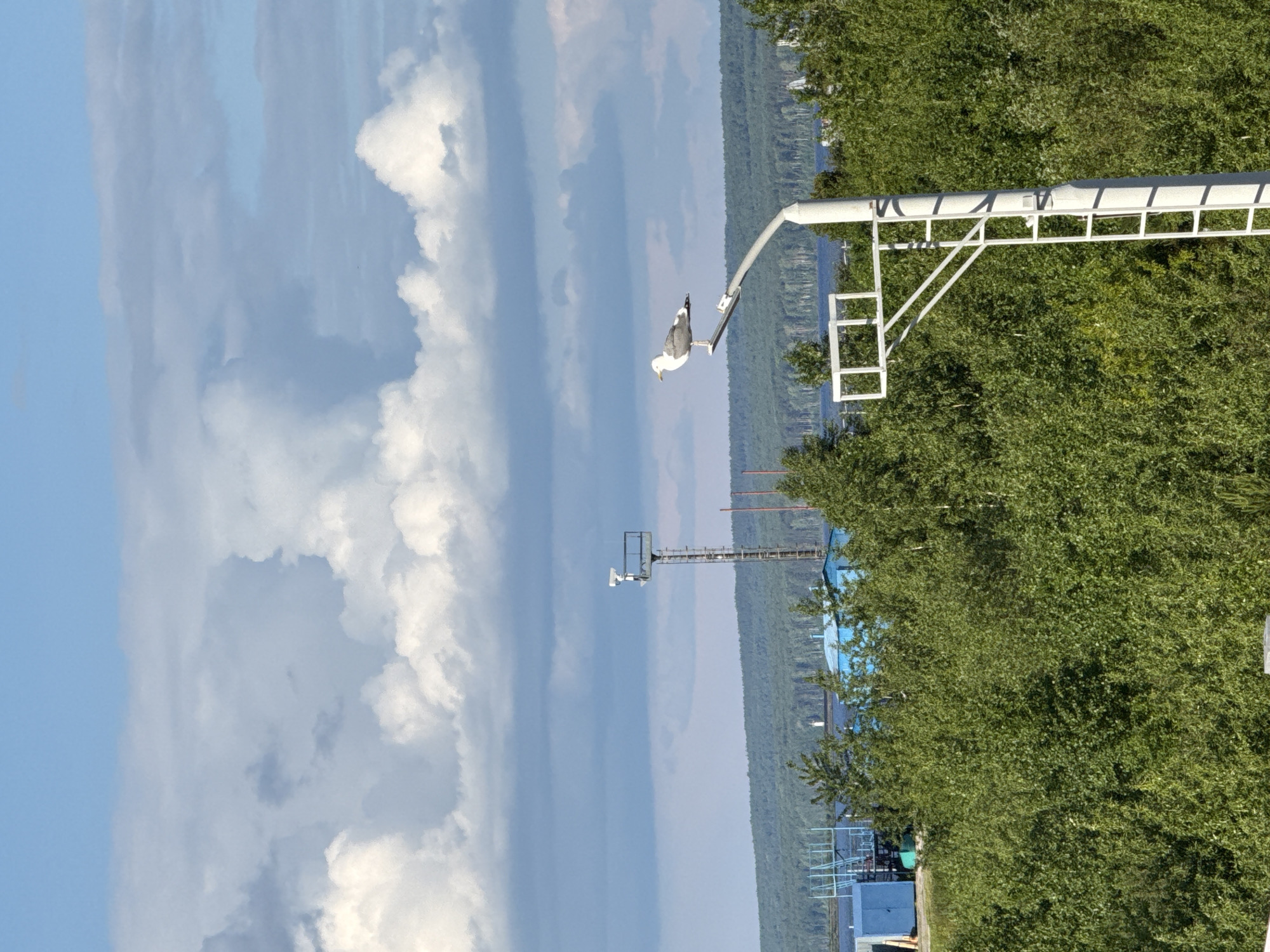 A seagull is perched on a streetlamp with a white pole and a horizontal arm. The streetlamp is positioned in the foreground, with a dense green forest filling the middle ground. In the background, there is a body of water, a treeline, and a few buildings. A tall metal tower with a camera is visible in the distance. The sky above is blue with scattered white and gray clouds. The image is taken from a slightly elevated perspective, looking out over the landscape.