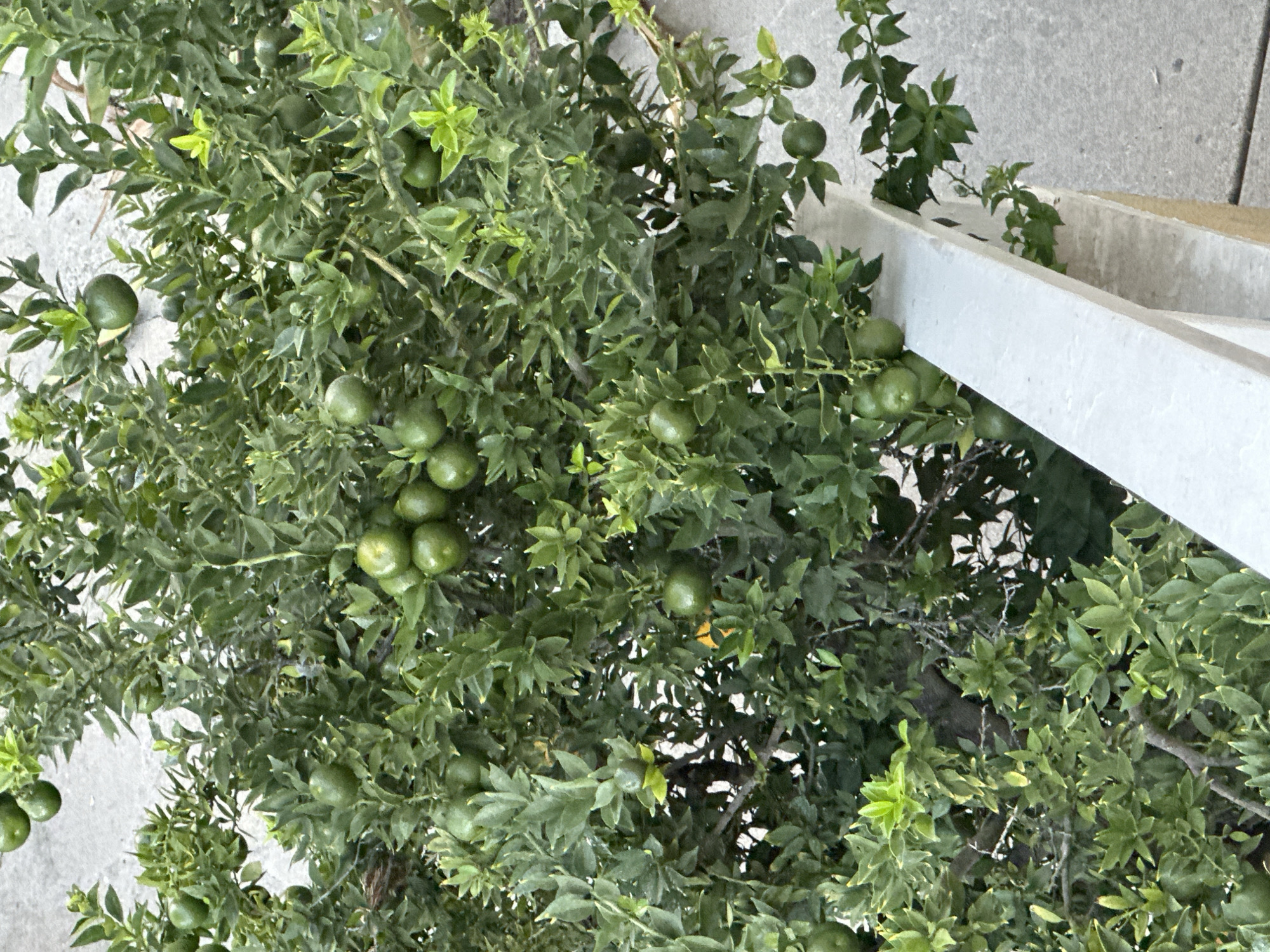 The image shows a close-up view of a green citrus tree with many small, round green fruits growing on its branches. The tree is dense with leaves, and some of the fruits are partially obscured by the foliage. A white railing runs along the bottom and right side of the image, separating the tree from a grey concrete surface. The lighting suggests it is daytime. The location is Pasadena, United States of America.