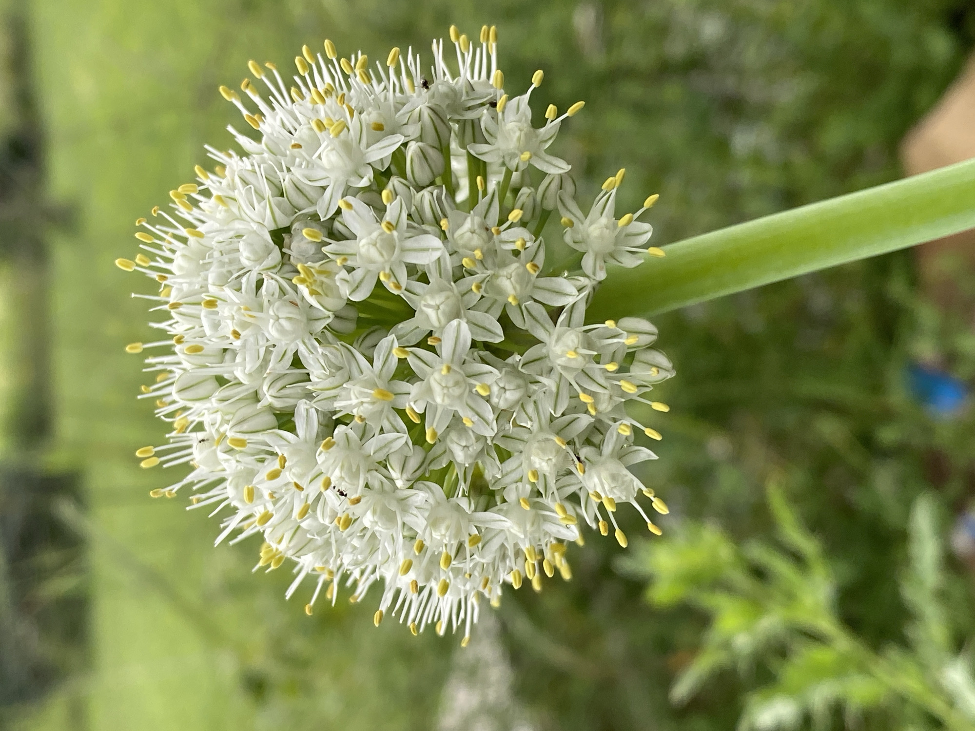 A close-up, eye-level shot captures a round, white flower head with yellow stamens, similar to an onion flower, against a blurred green background. The flower is positioned in the center and to the right of the frame, with its green stem extending downwards and out of view on the right. The background consists of out-of-focus foliage, suggesting an outdoor, possibly garden or park setting. The lighting appears natural, with soft shadows indicating daylight. There are two tiny black insects visible on the flower head. The overall impression is of a natural, serene outdoor environment.