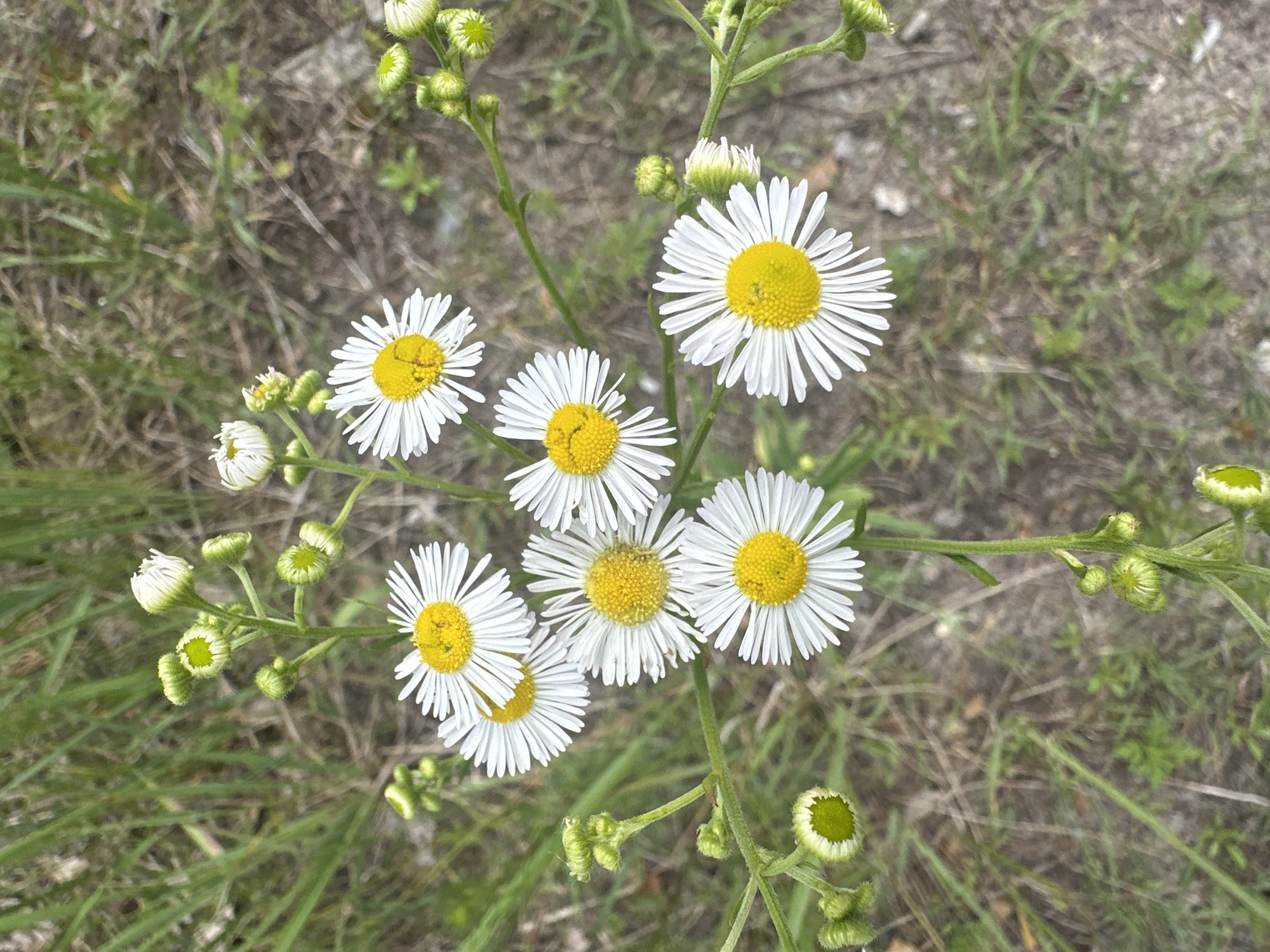 A cluster of white and yellow daisies are in full bloom, scattered across a soft focus background of green grass and brown earth. The daisies have thin, white petals and bright yellow centers. Some of the daisies are fully open, while others are still in bud form, showing their green outer layers. The stems of the flowers are green and delicate. The overall scene is natural and serene, evoking a sense of a sunny day in a meadow or field.