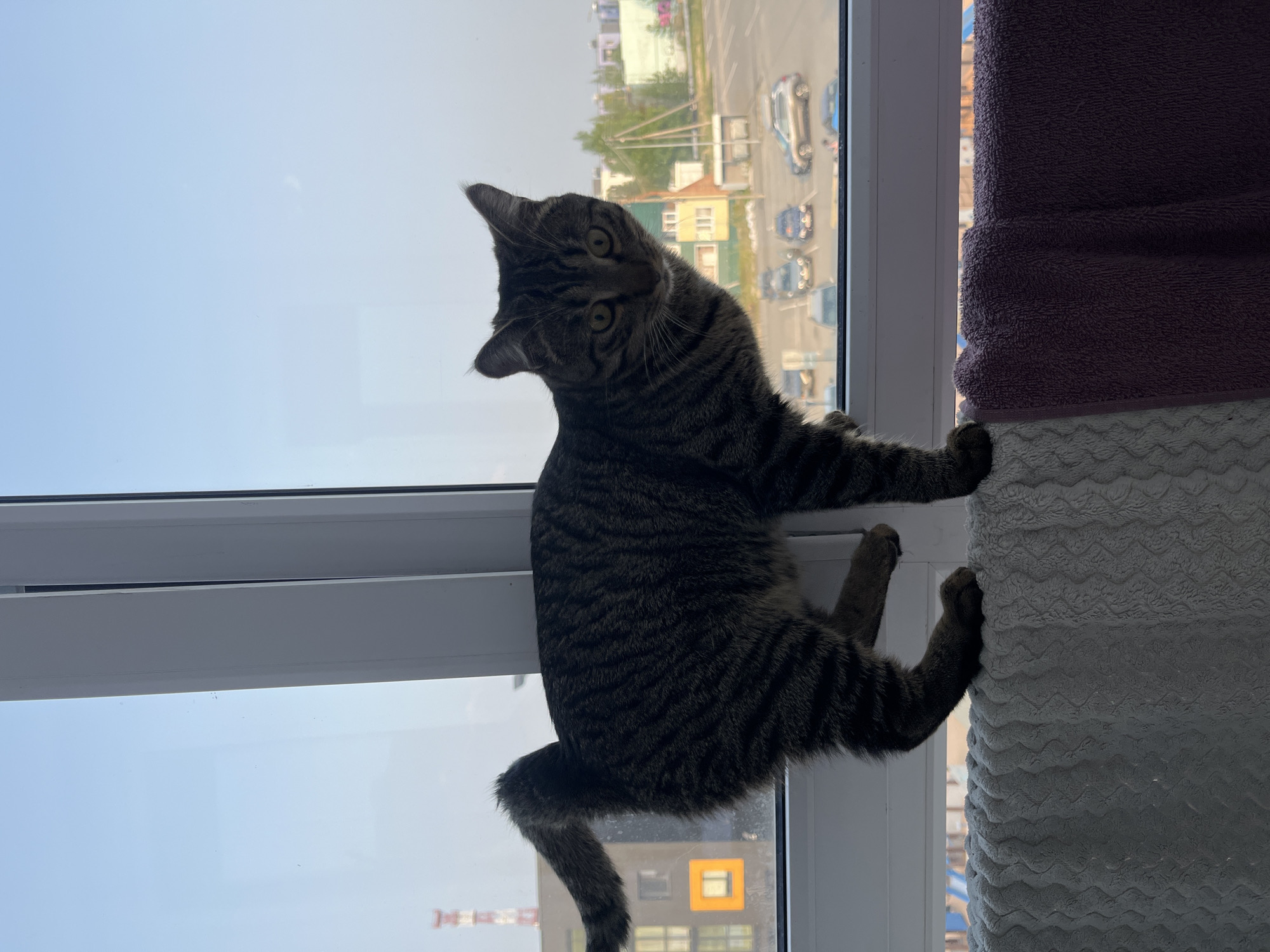 A grey tabby cat is perched on a windowsill, looking towards the viewer. The cat is positioned in the center of the frame, with its body oriented sideways and its head turned to face the camera. Its tail is curved upwards. Behind the cat, a large window offers a view of an urban landscape. Buildings, including a construction crane and apartment blocks, are visible, as is a parking lot with several cars. The window frame itself is white. In the foreground, a textured white blanket and a purple towel are draped over the windowsill. The image appears to have been taken during daylight hours.