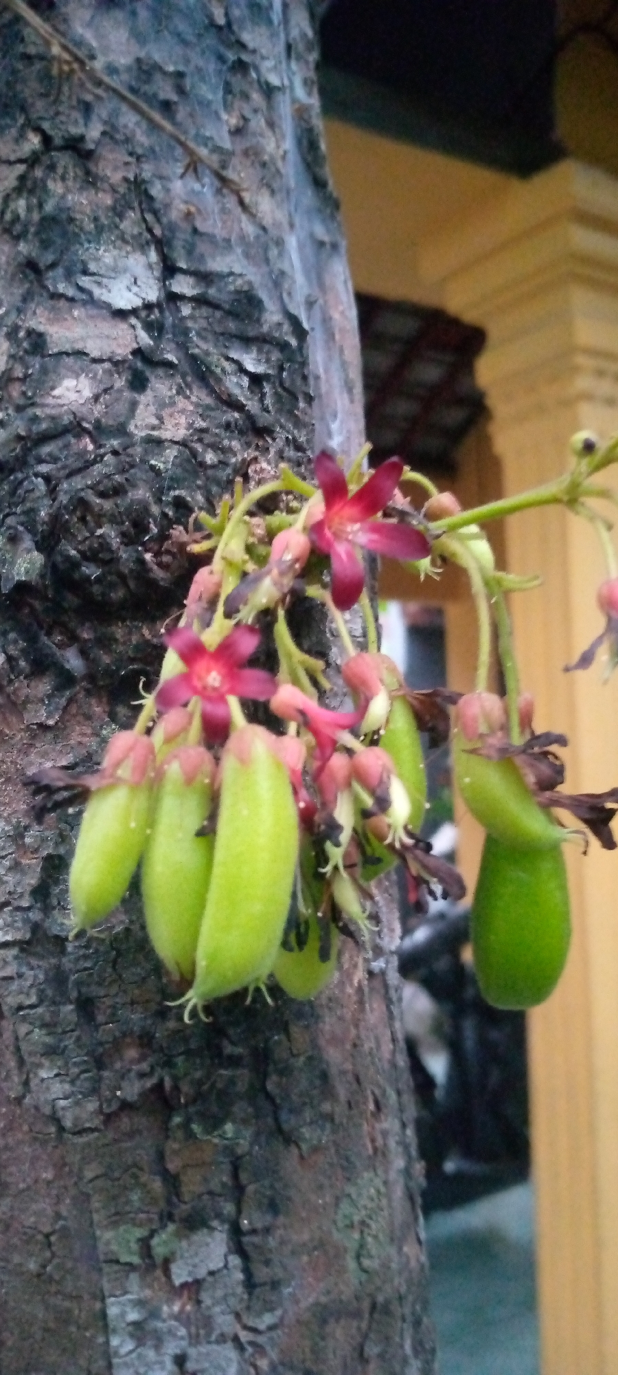 The image shows a close-up view of a tree trunk with a cluster of young fruits and flowers. The fruits are small, oblong, and pale green, attached to thin stems. The flowers are star-shaped with five petals, dark pink to maroon in color, and are surrounded by smaller buds and sepals. Some of the flowers and fruits have dried, dark brown parts. The tree trunk is rough and textured, with a dark brown and gray bark. In the background, a blurred yellow structure and some dark foliage are visible, suggesting an outdoor environment, possibly a garden or yard in a residential area. The scene is likely located in Sumberwono, Indonesia, given the context. No people or specific actions are depicted.