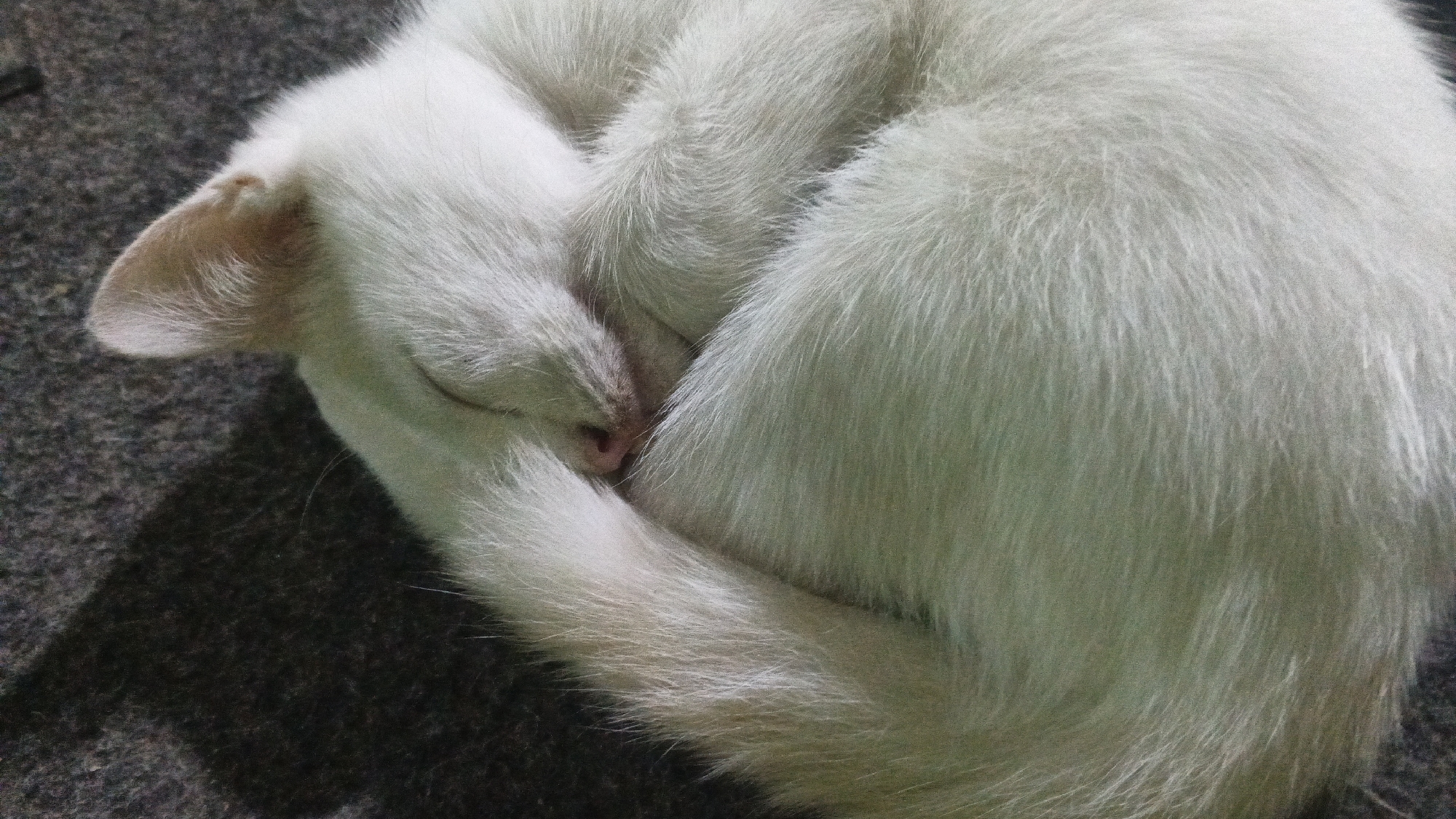 A close-up, slightly blurry, overhead shot shows a white cat curled up and sleeping on a dark, textured surface, possibly a rug or blanket. The cat's head is tucked into its body, with its ear visible on the left. Its pink nose is peeking out from its fur. The overall impression is one of peaceful slumber. The image does not contain any information about the city of Soko, Indonesia, or any other specific location.