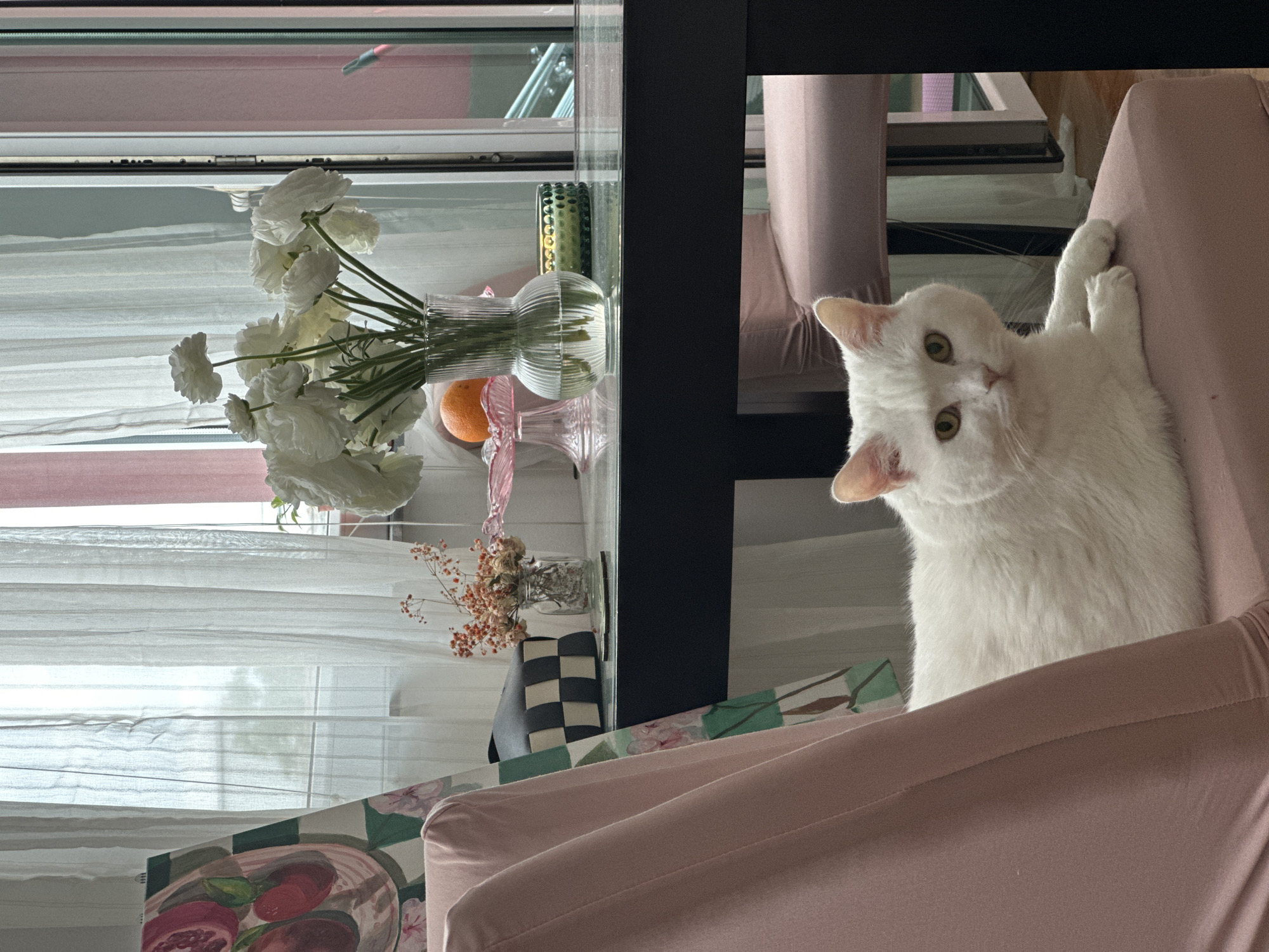 The image displays an indoor scene, naturally lit during the daytime, focusing on a white cat and various household items. The picture is oriented vertically, but should be viewed as if rotated 90 degrees counter-clockwise.
A white cat with light green/yellow eyes is the prominent subject on the right side of the frame, looking directly towards the viewer with an inquisitive expression. It is perched on a pink upholstered armchair or sofa, with its front paws resting on the armrest.
On the left side, positioned on a surface that appears to be a window ledge or a shelf against a window, are several decorative objects. A clear ribbed glass vase holds a bouquet of white, multi-petaled flowers, possibly ranunculus. Next to this vase, a single orange fruit, likely a tangerine or small orange, is visible. Below and slightly to the right of the orange is a smaller, clear pink-tinted glass vase with a flared rim. Further to the left, a small glass jar contains dried reddish-orange floral sprigs. Below these dried flowers, a decorative item with a black and white checkered pattern is partially visible.
The background features sheer white curtains covering a window, allowing soft natural light to enter. A dark, possibly black, structural element, perhaps part of a shelving unit or a wall, divides the scene vertically towards the center-right. Hints of other pink furniture or soft furnishings are visible in the top right and bottom right corners. On the bottom left, a piece of artwork or a placemat depicts a sliced pomegranate on a plate, alongside a checkered green and white pattern.
There is no visible text in the image. The overall impression is one of a cozy, well-decorated domestic space.